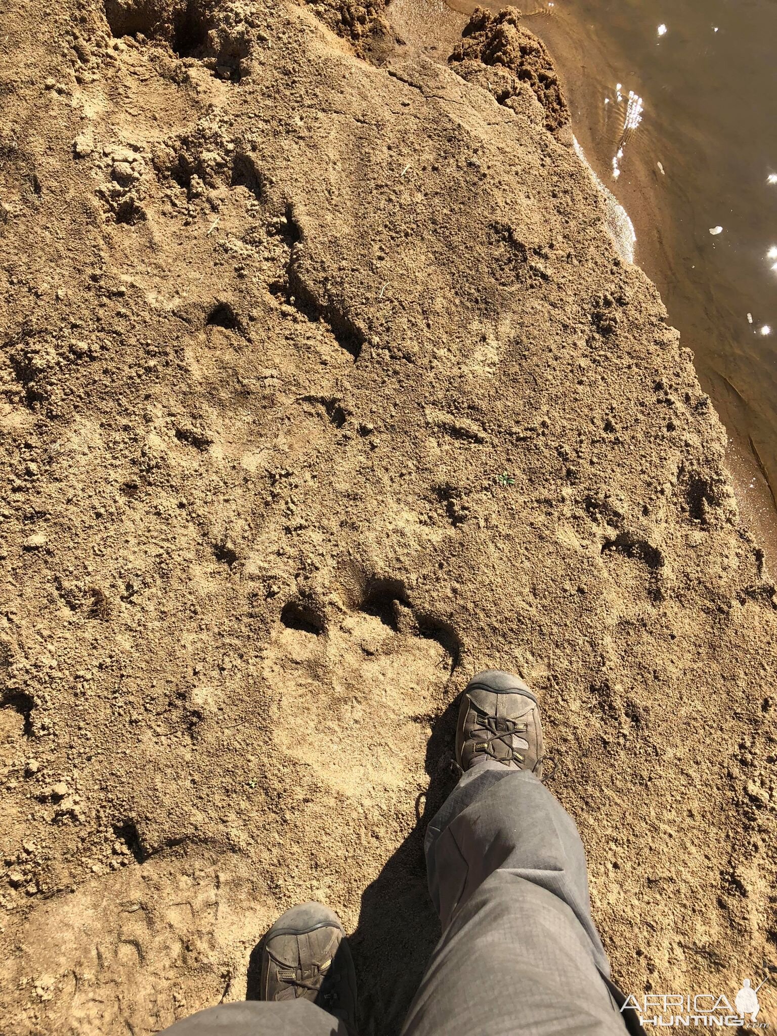 Hippo Tracks Zimbabwe | AfricaHunting.com