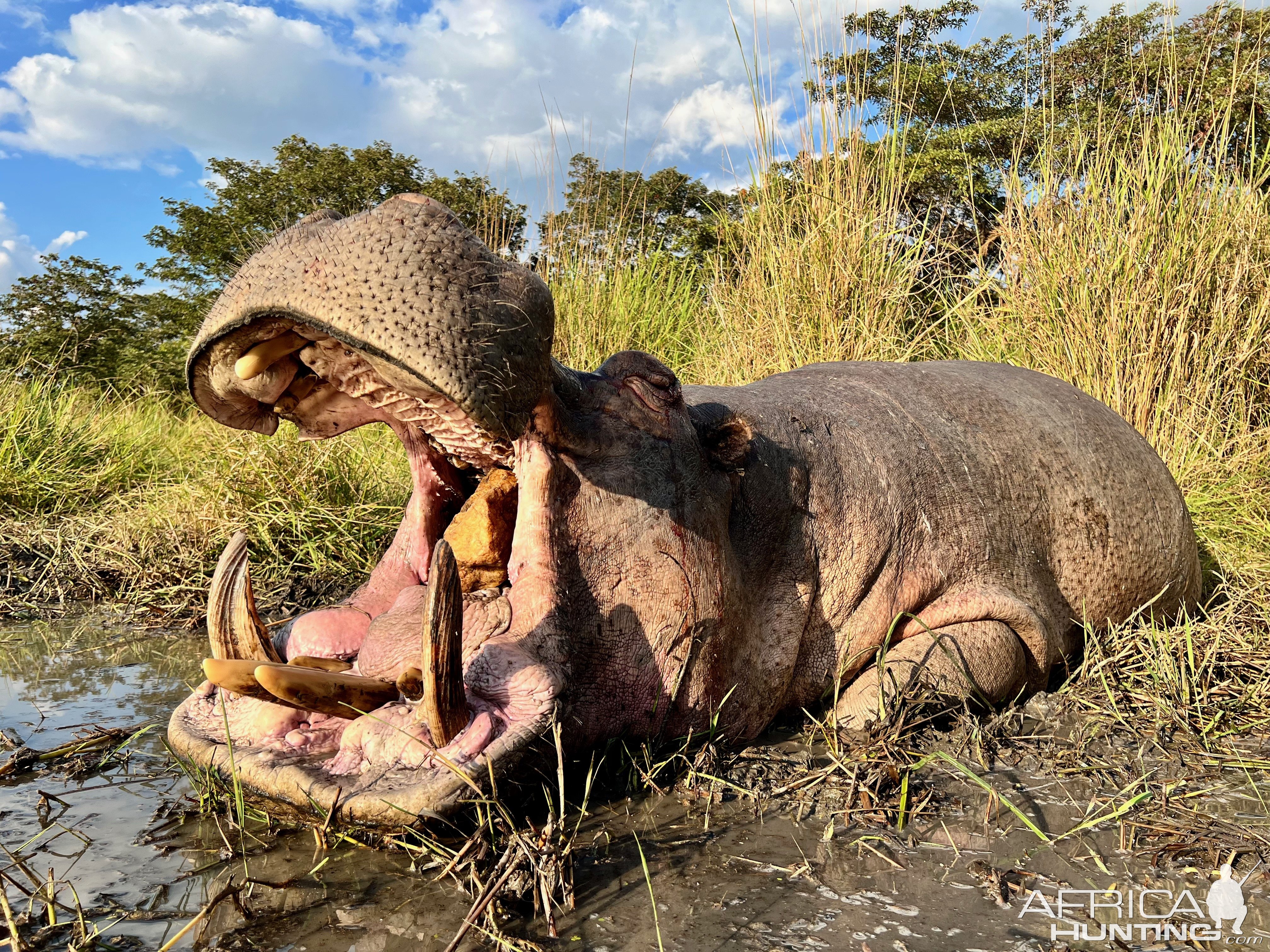 Hippo with Zana Botes Safari