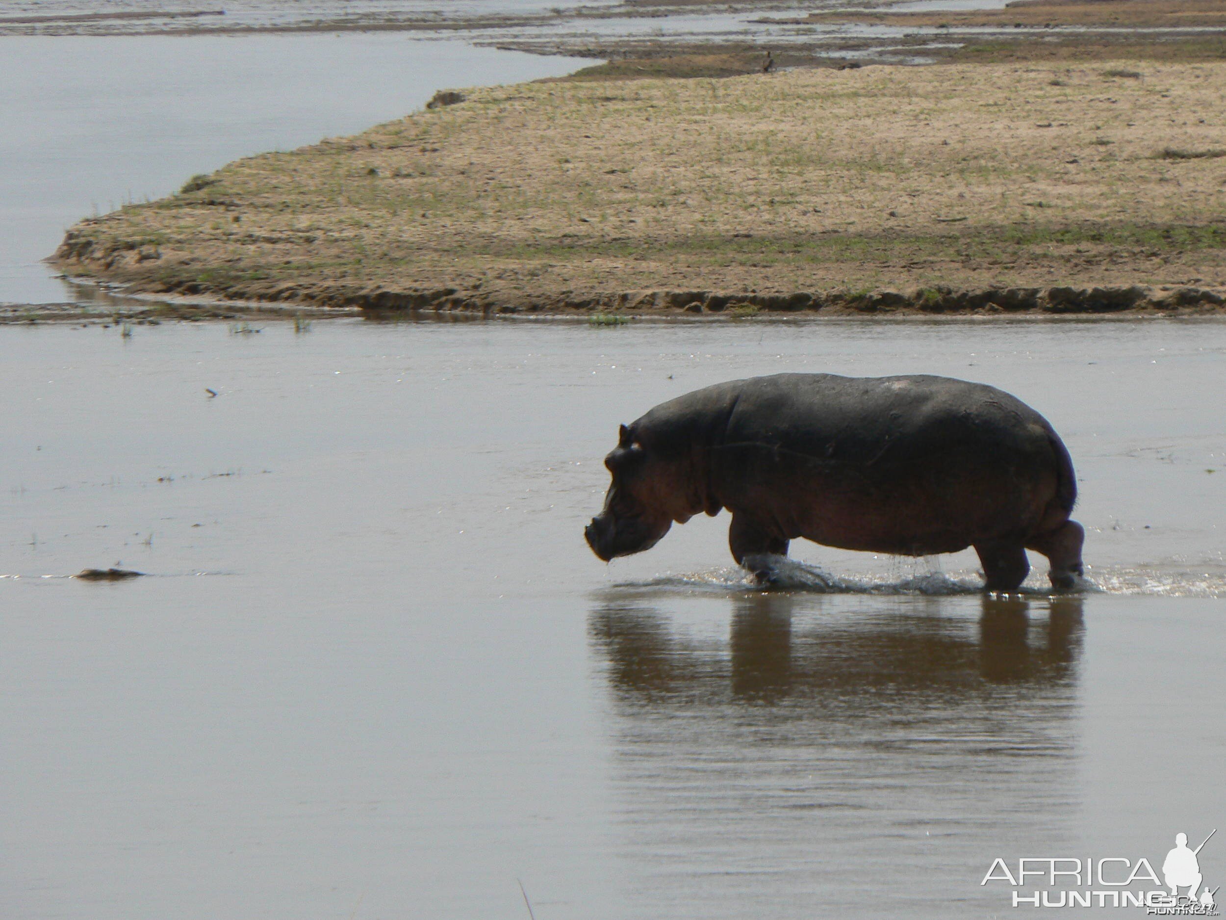 hippo