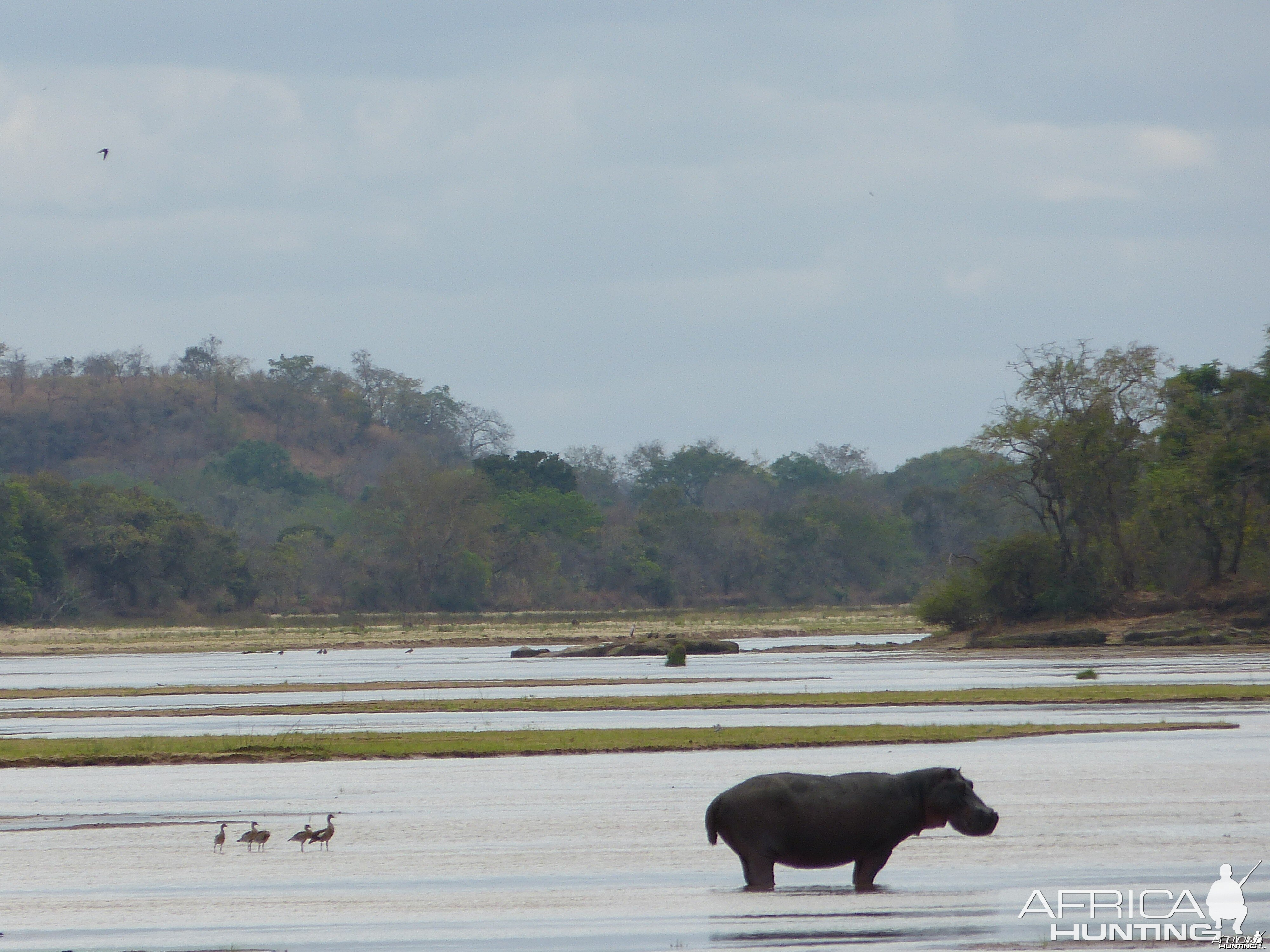 Hippo