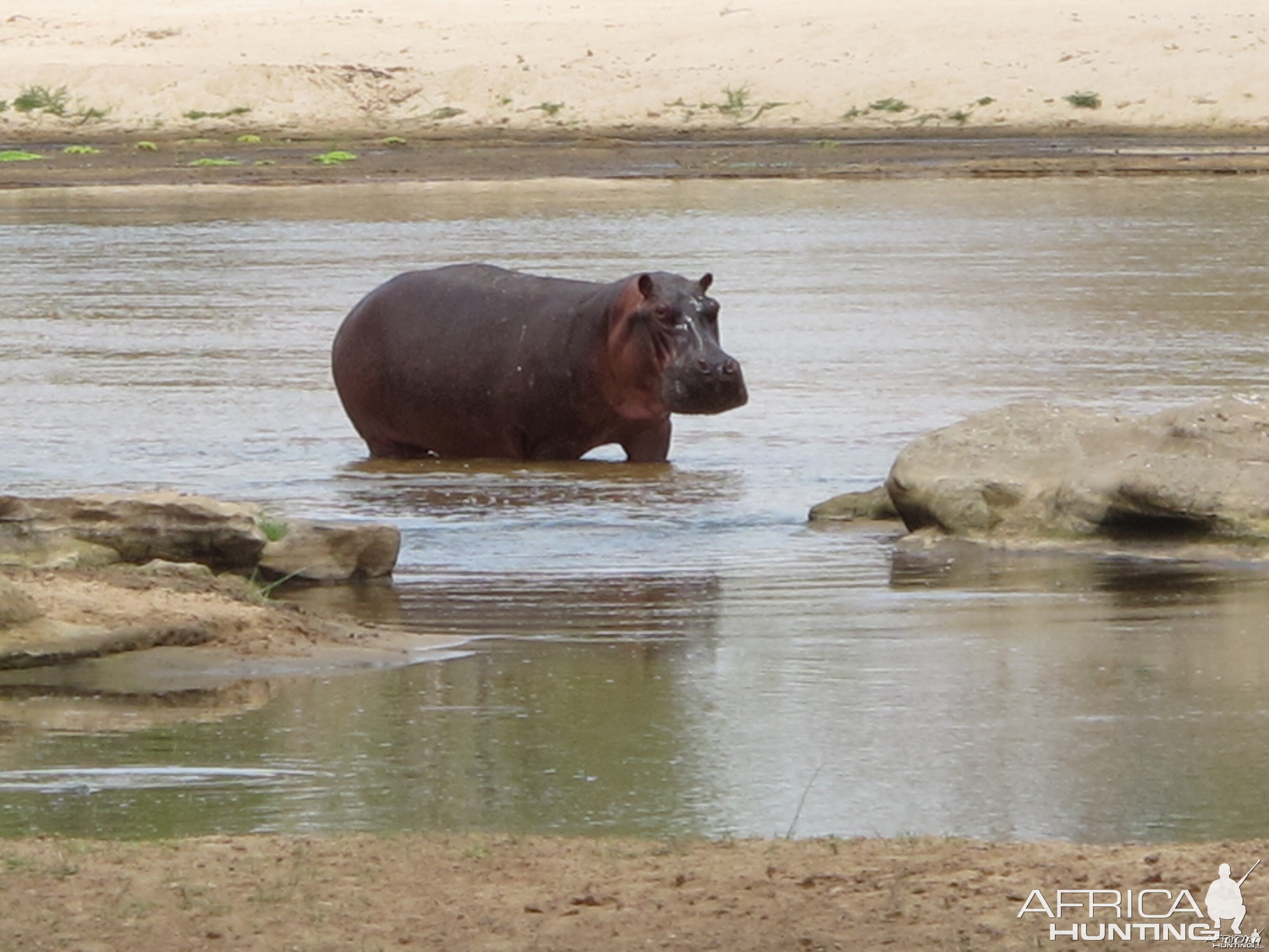 Hippo