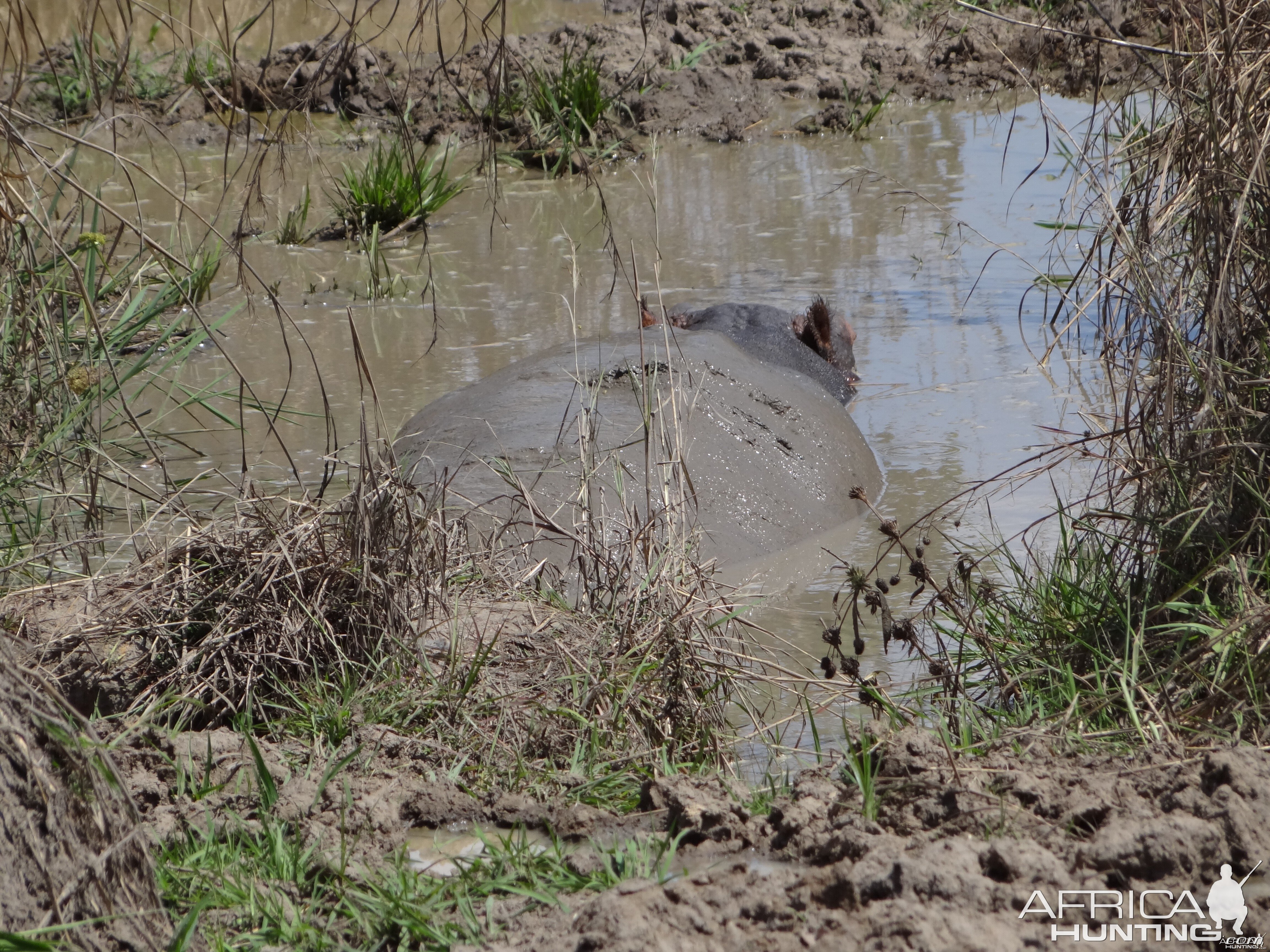 Hippo