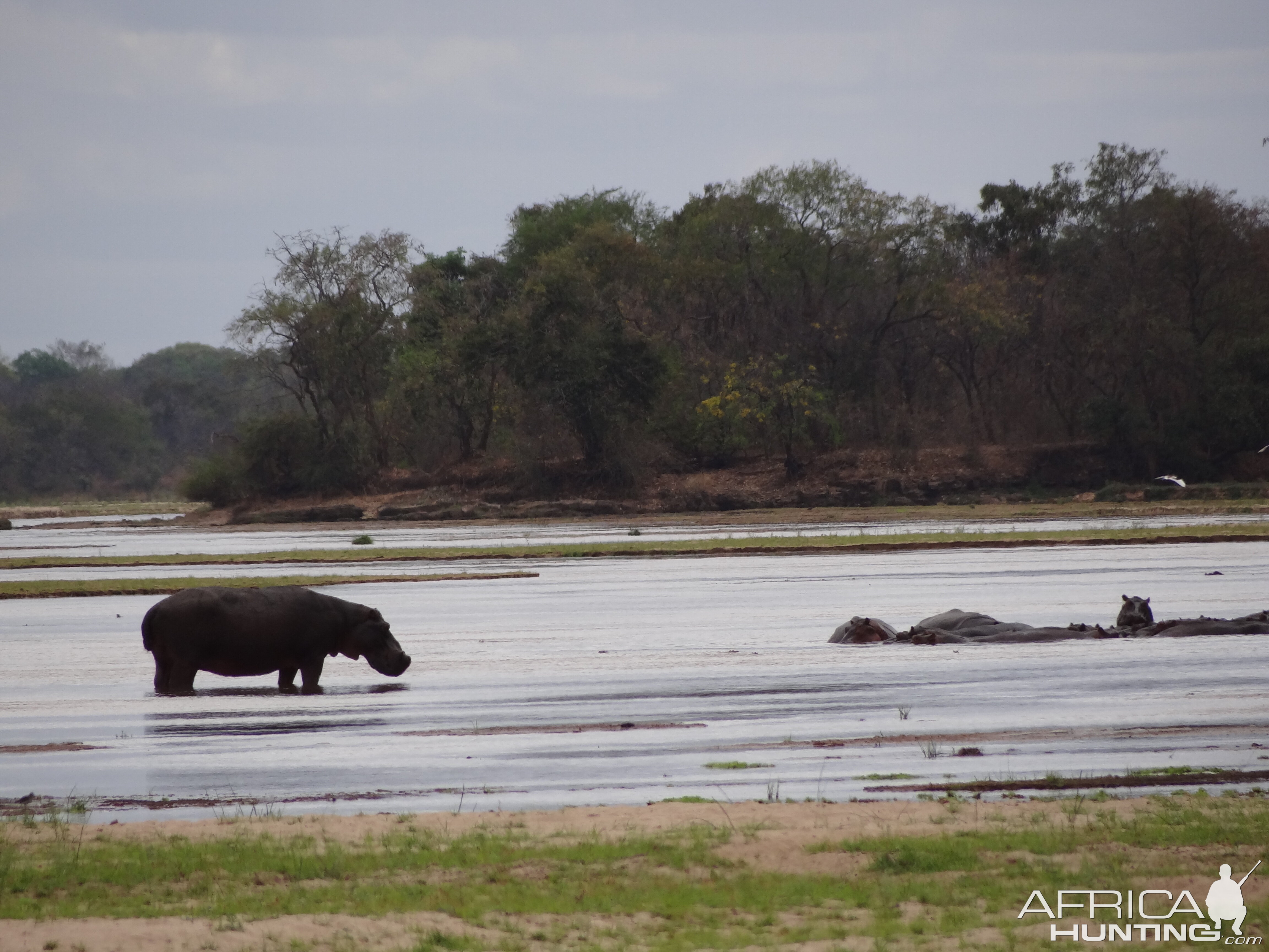 Hippo