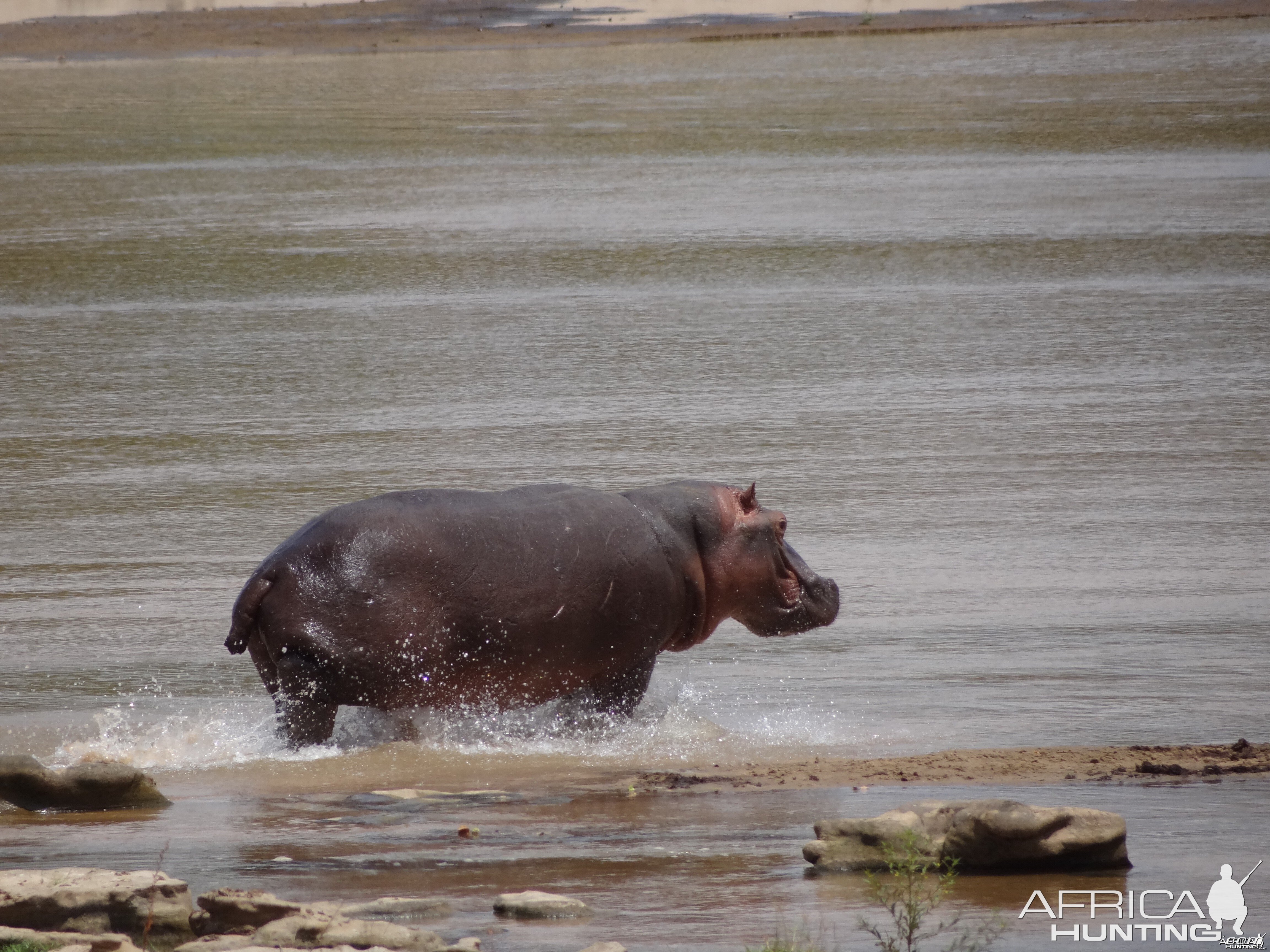 Hippo