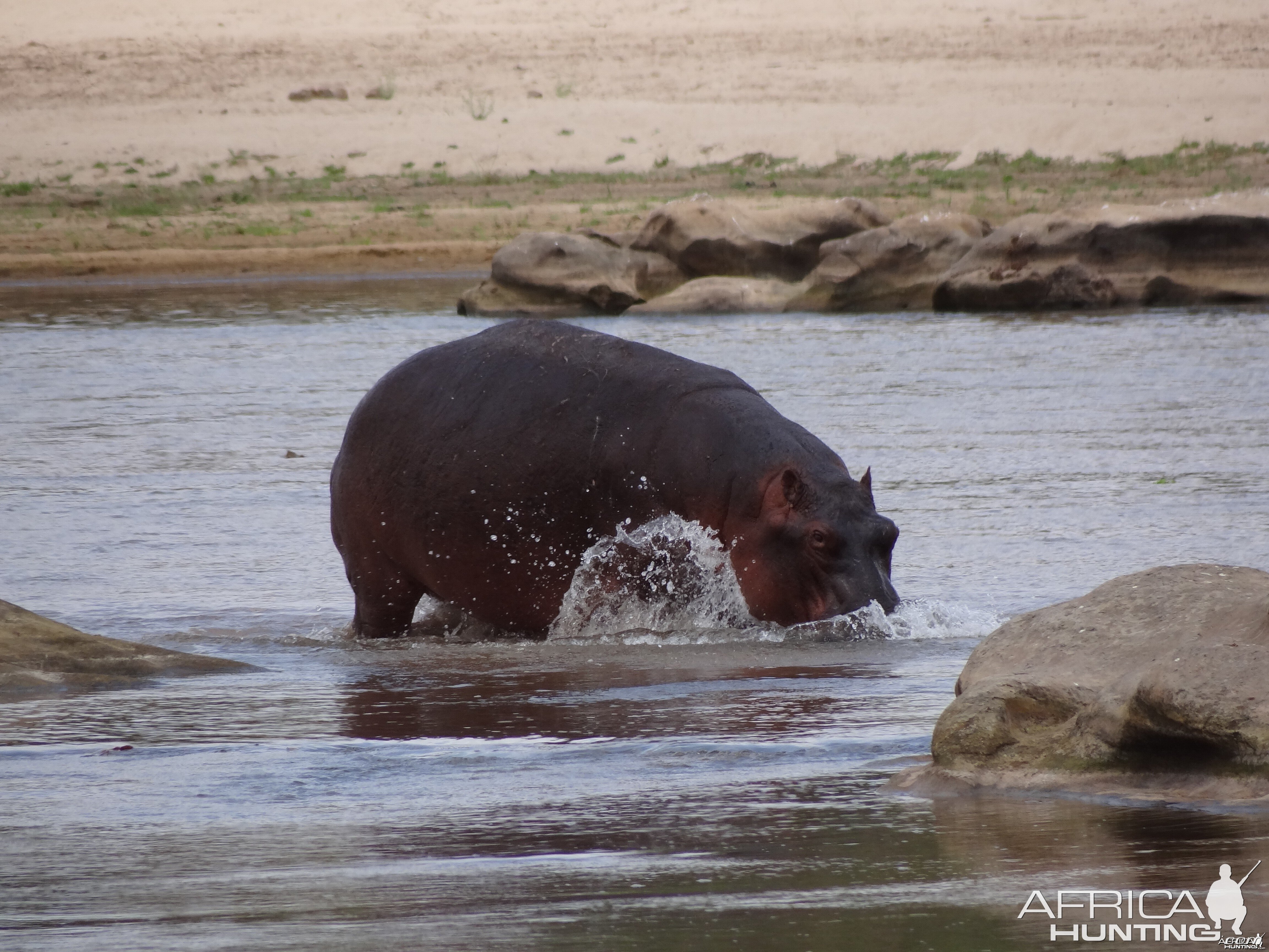 Hippo