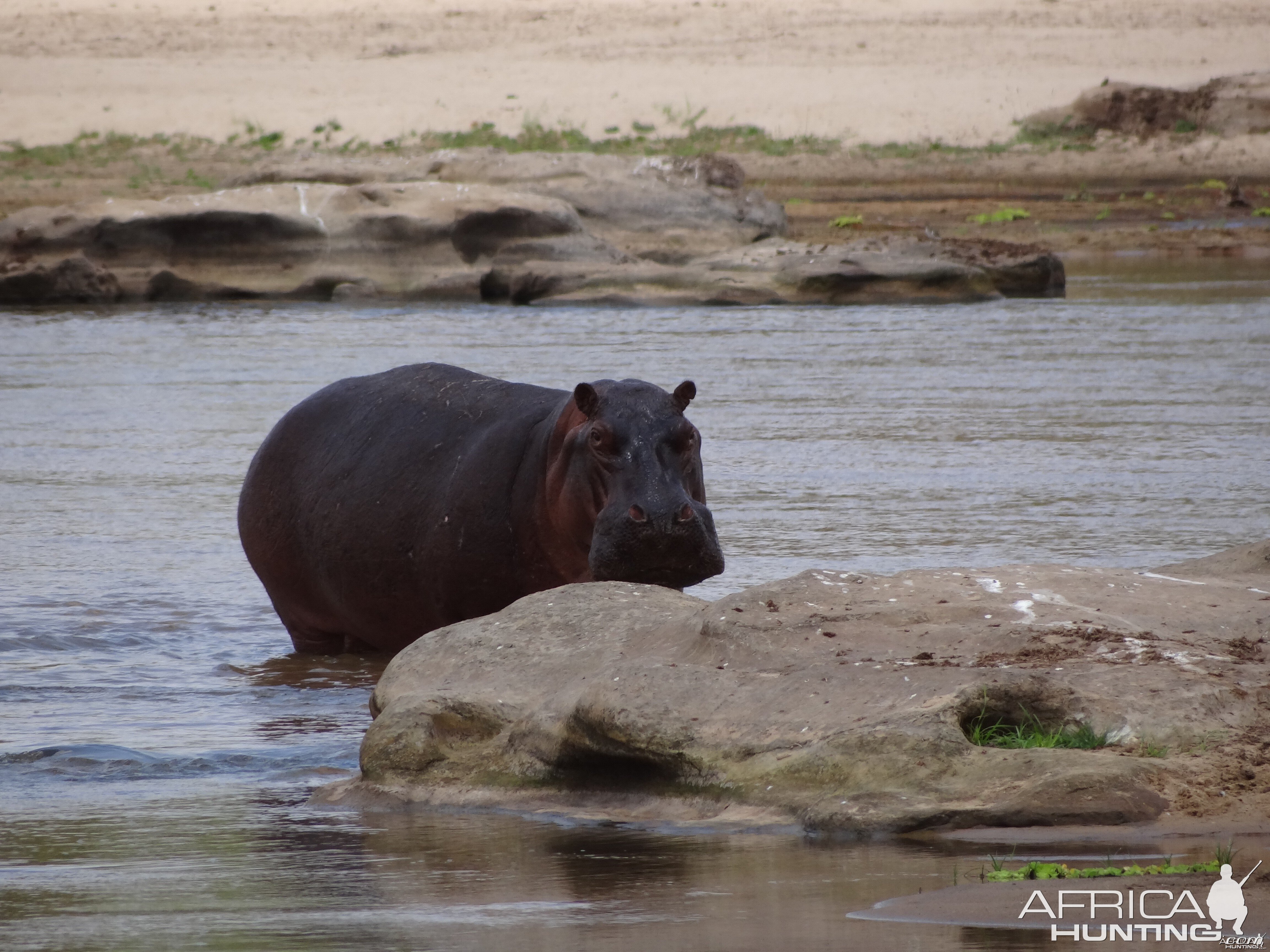 Hippo