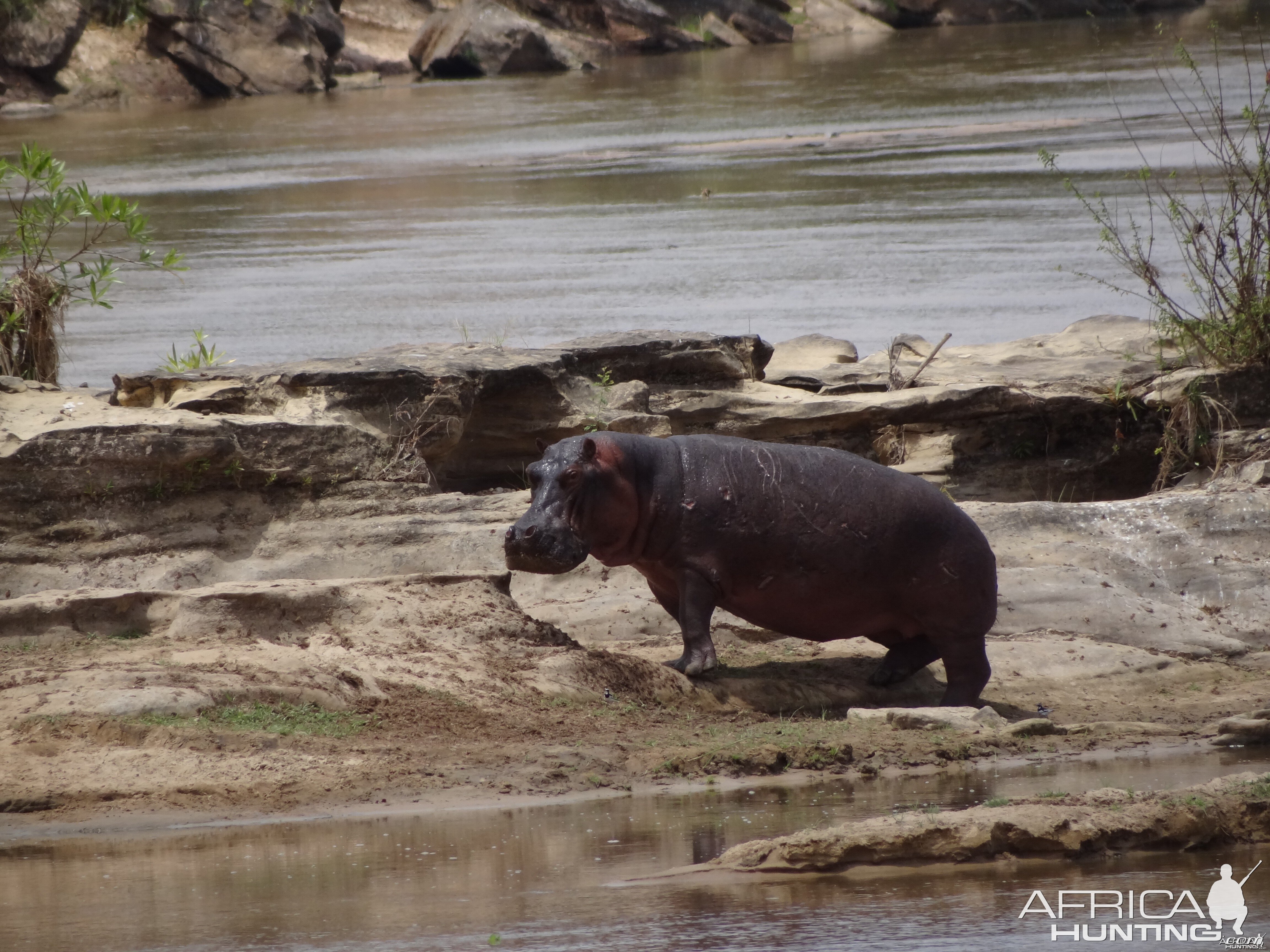 Hippo