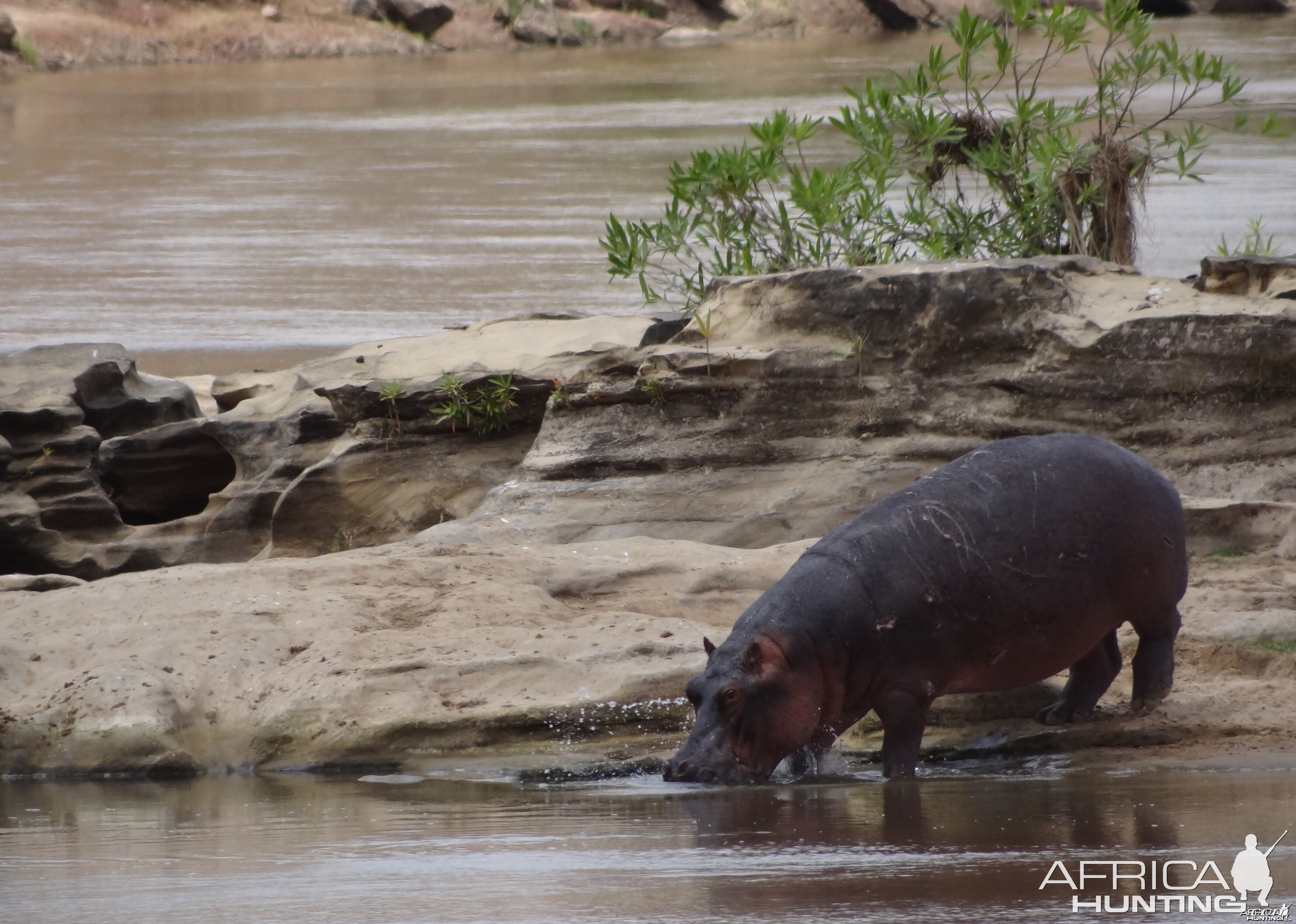 Hippo