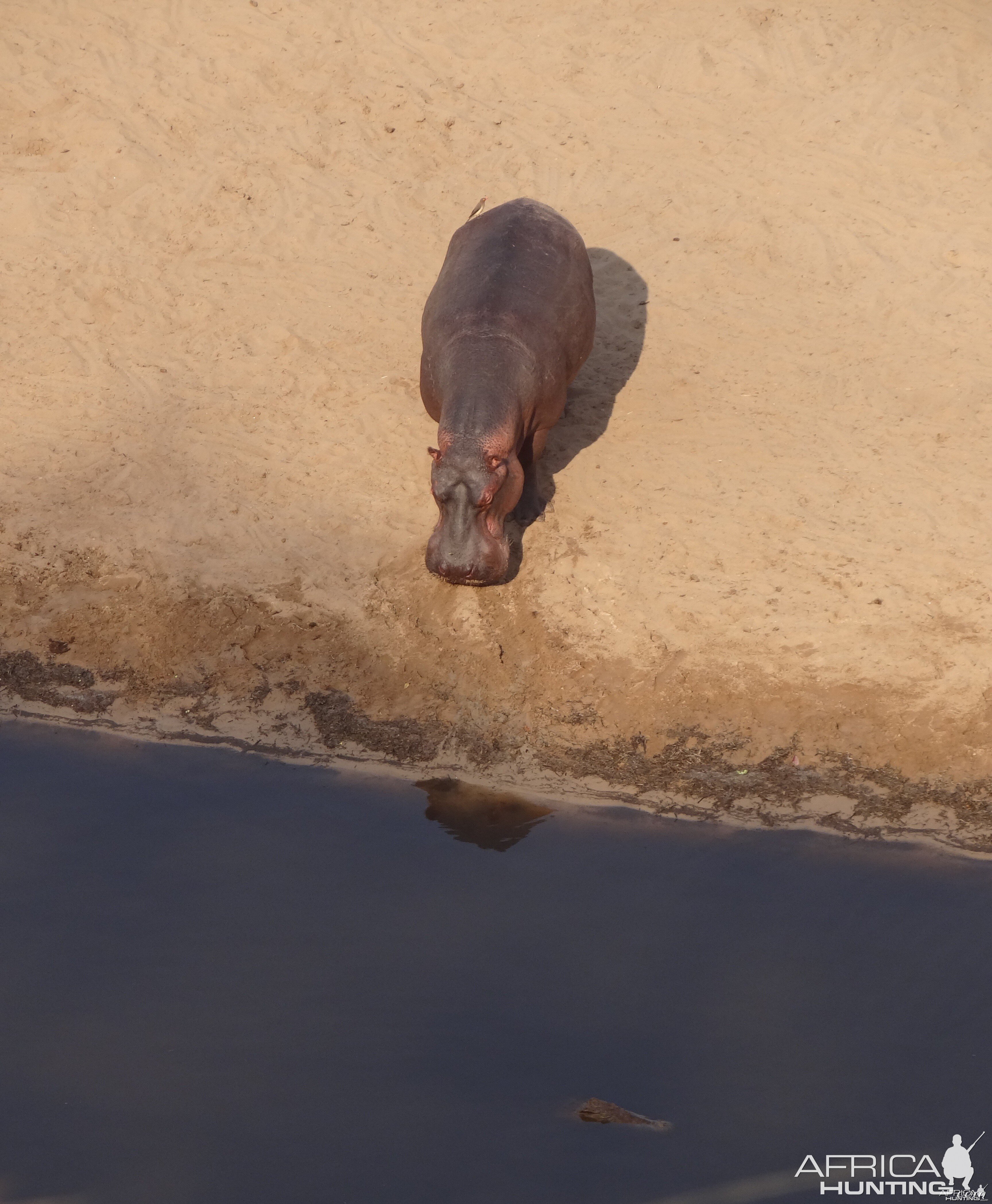 Hippo