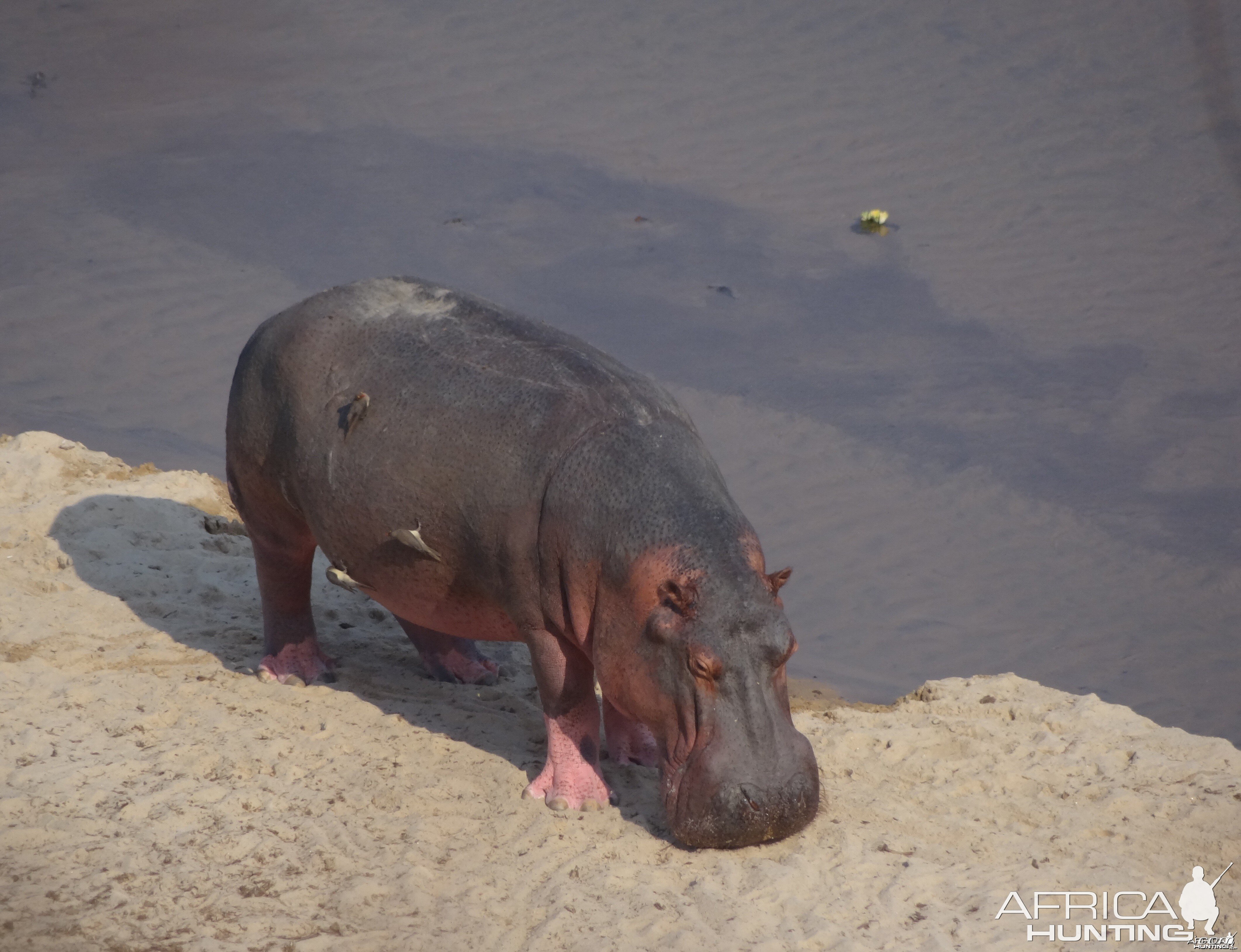 Hippo