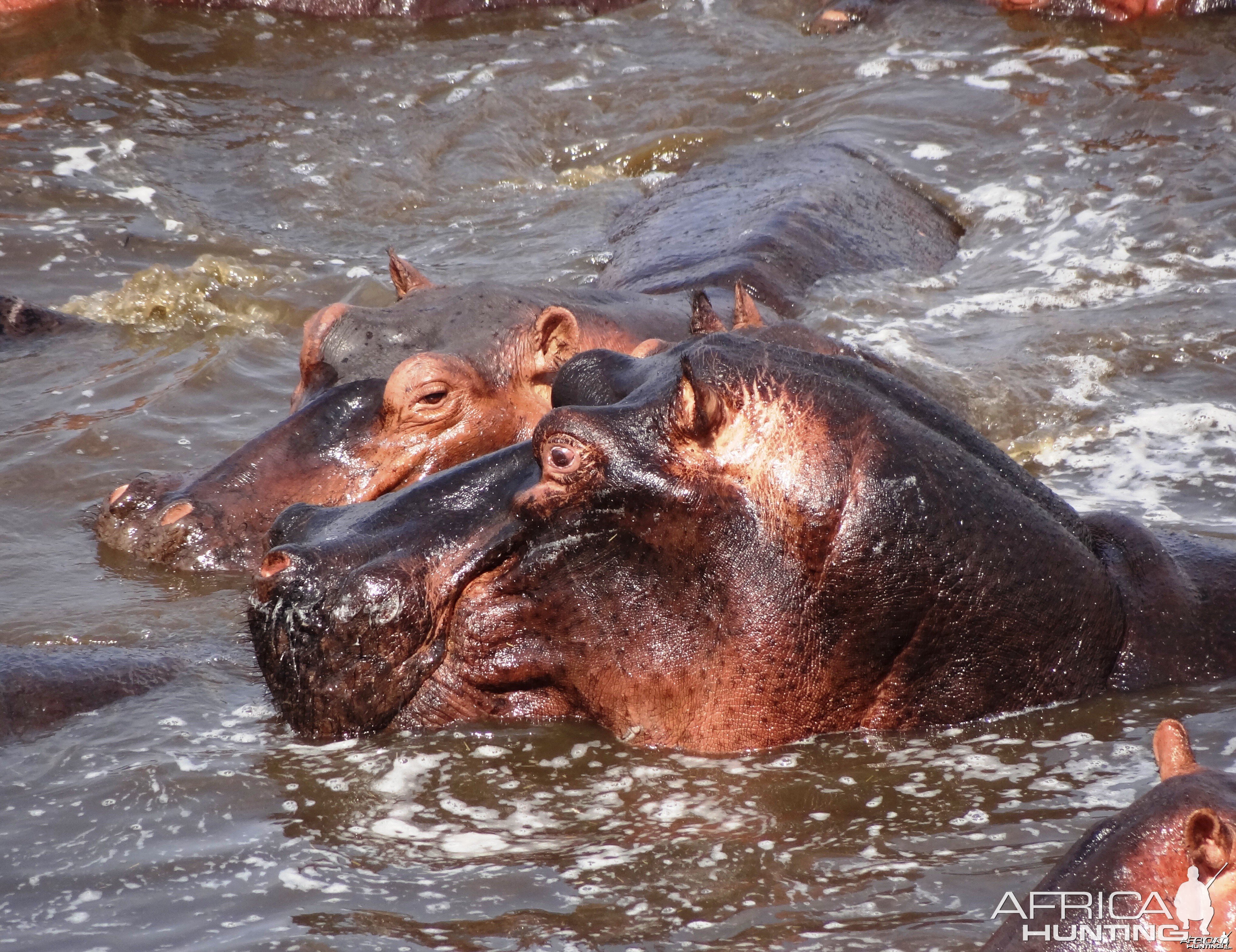 Hippo