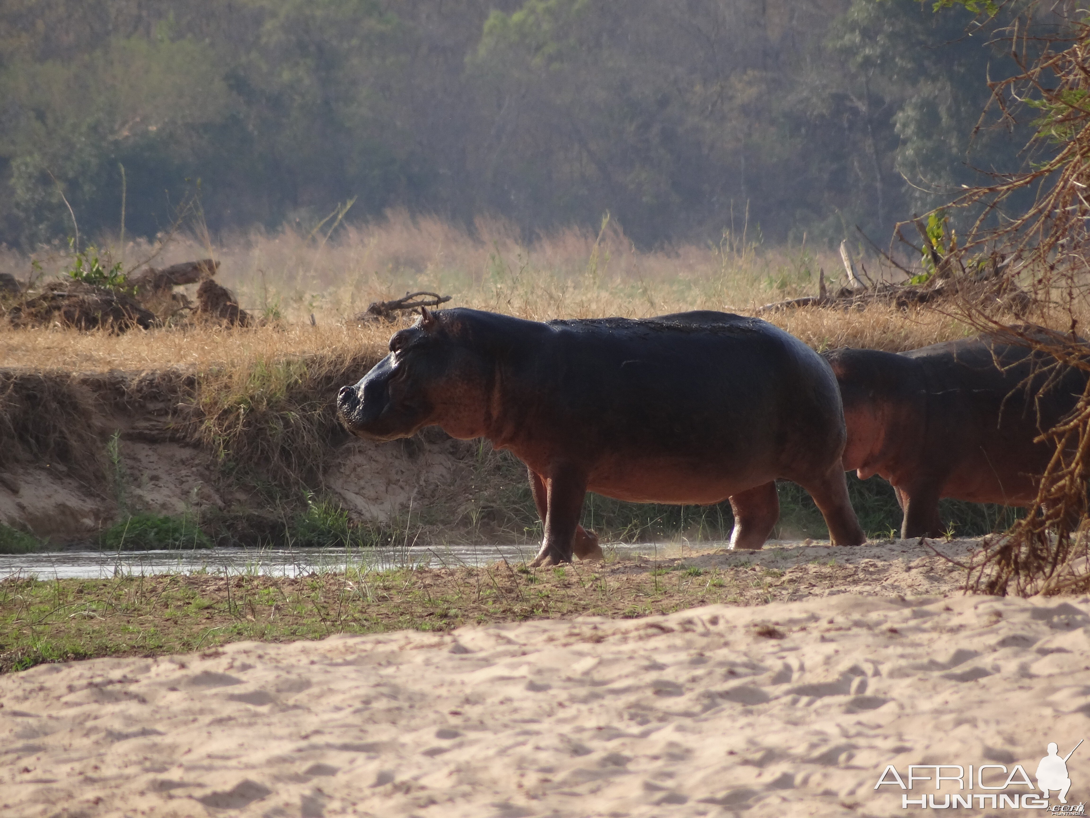 Hippo