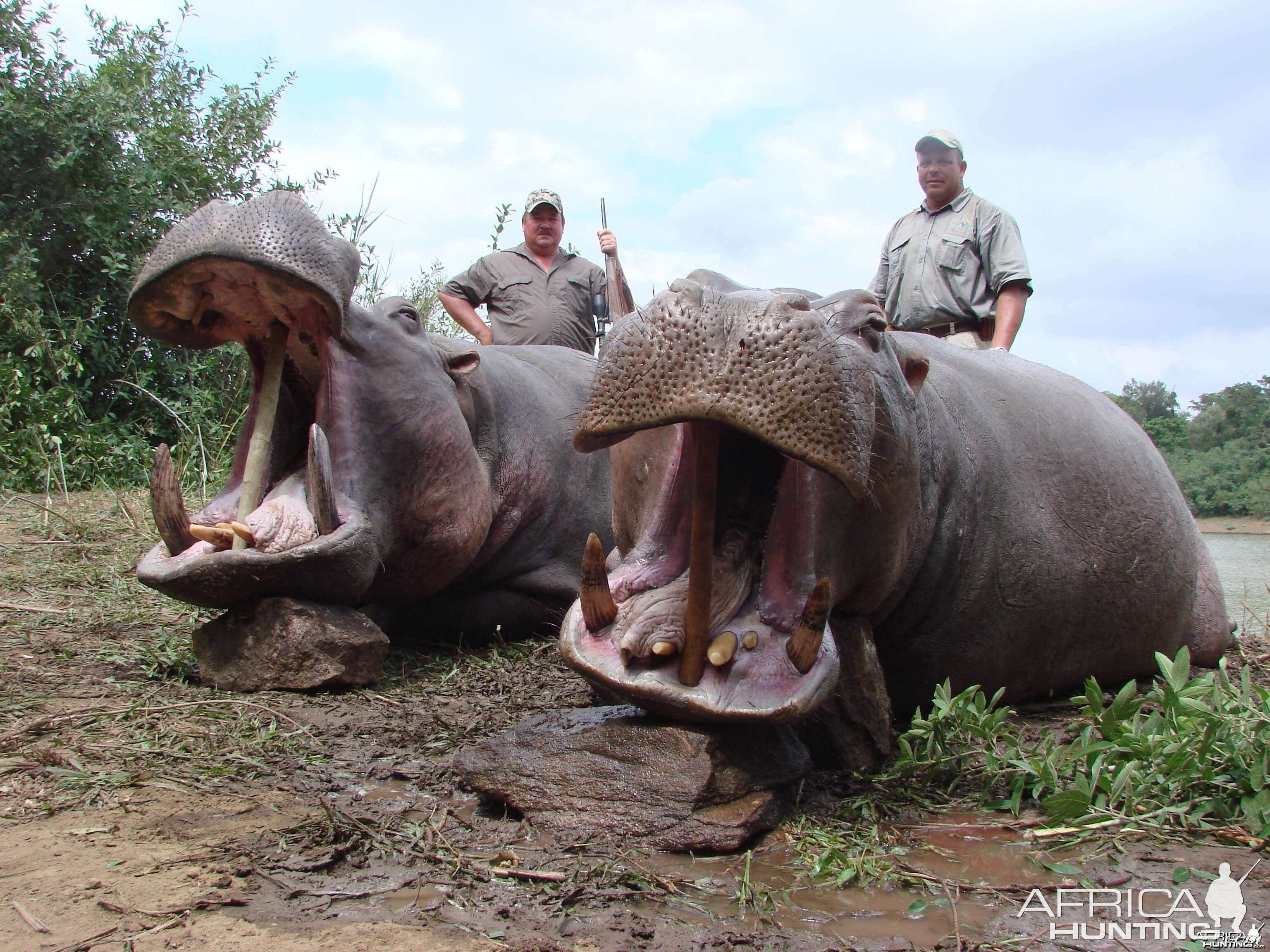 Hippopotamus Zimbabwe