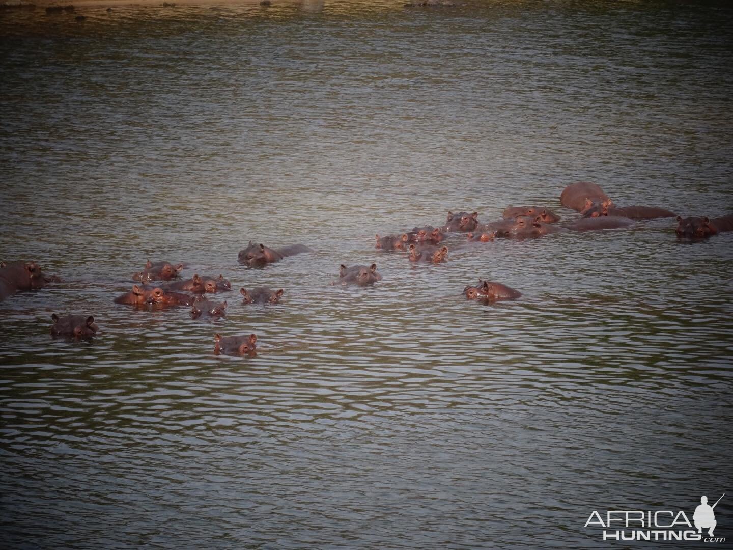 Hippo's Cameroon