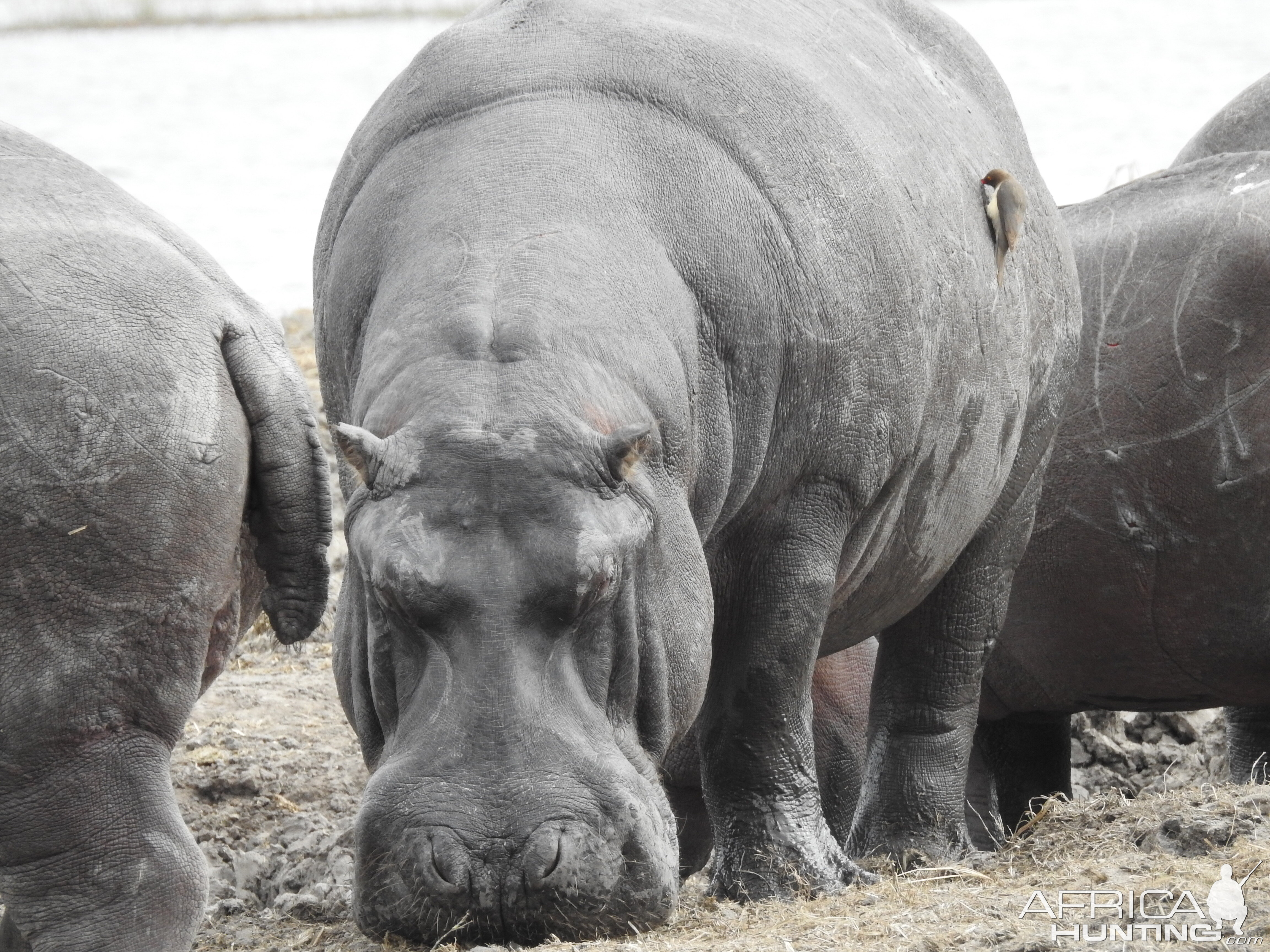 Hippos Chobe National Park Botswana