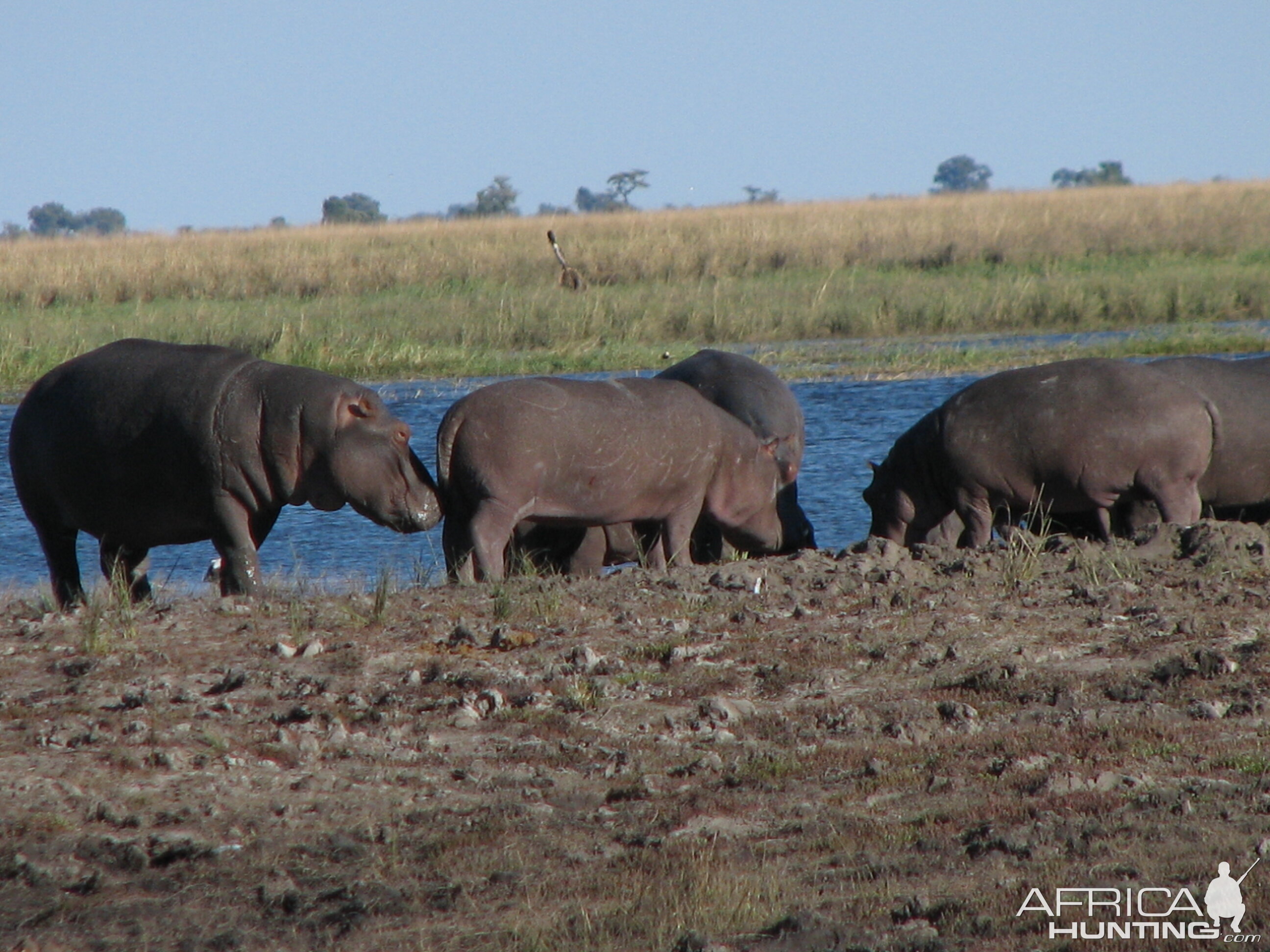 Hippos Chobe