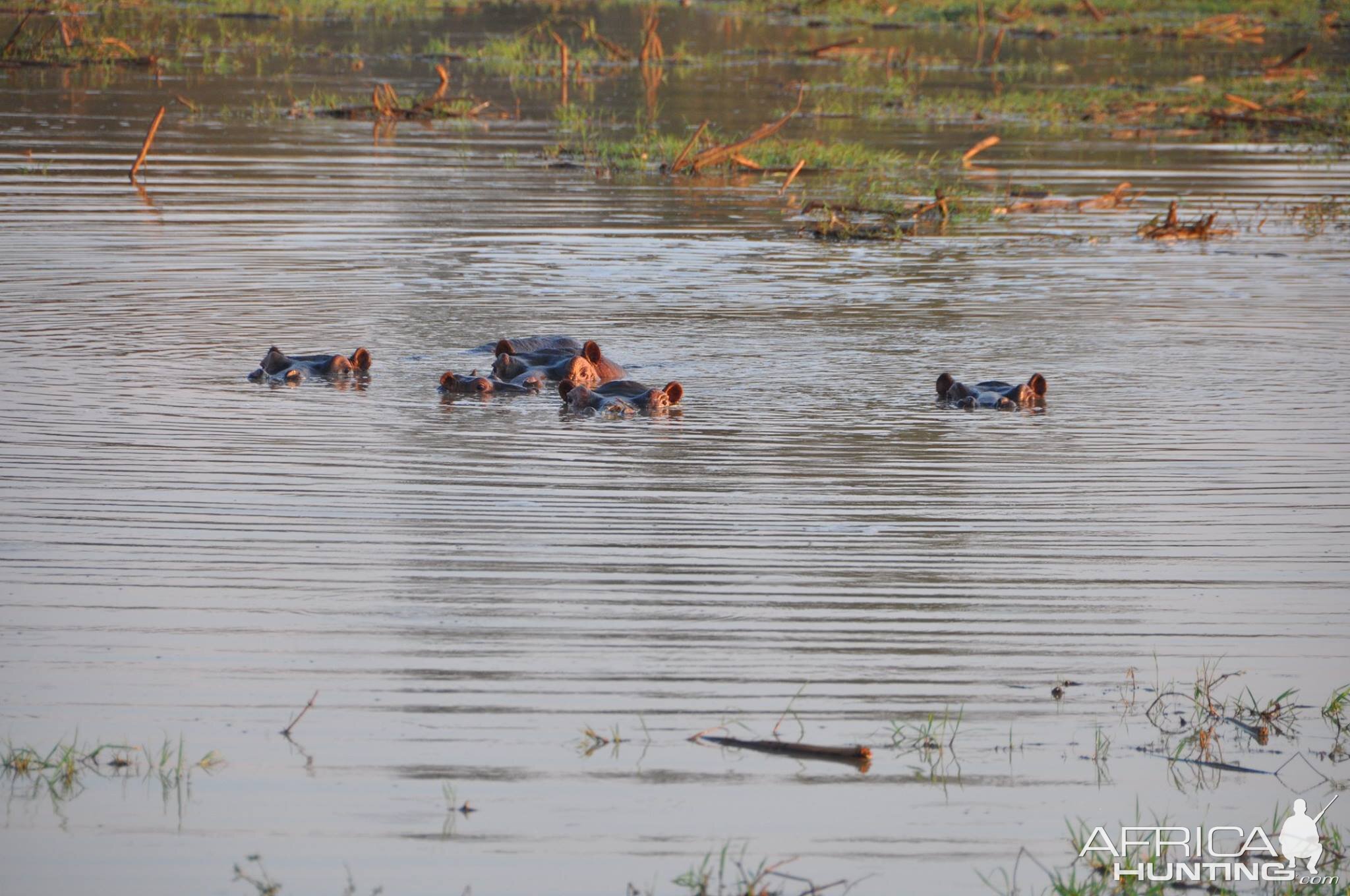 Hippo's in river