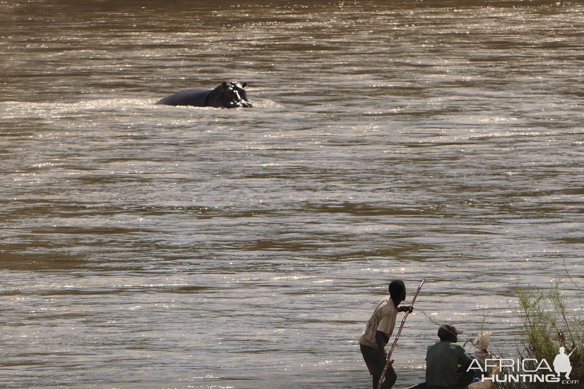 Hippos in Zambia