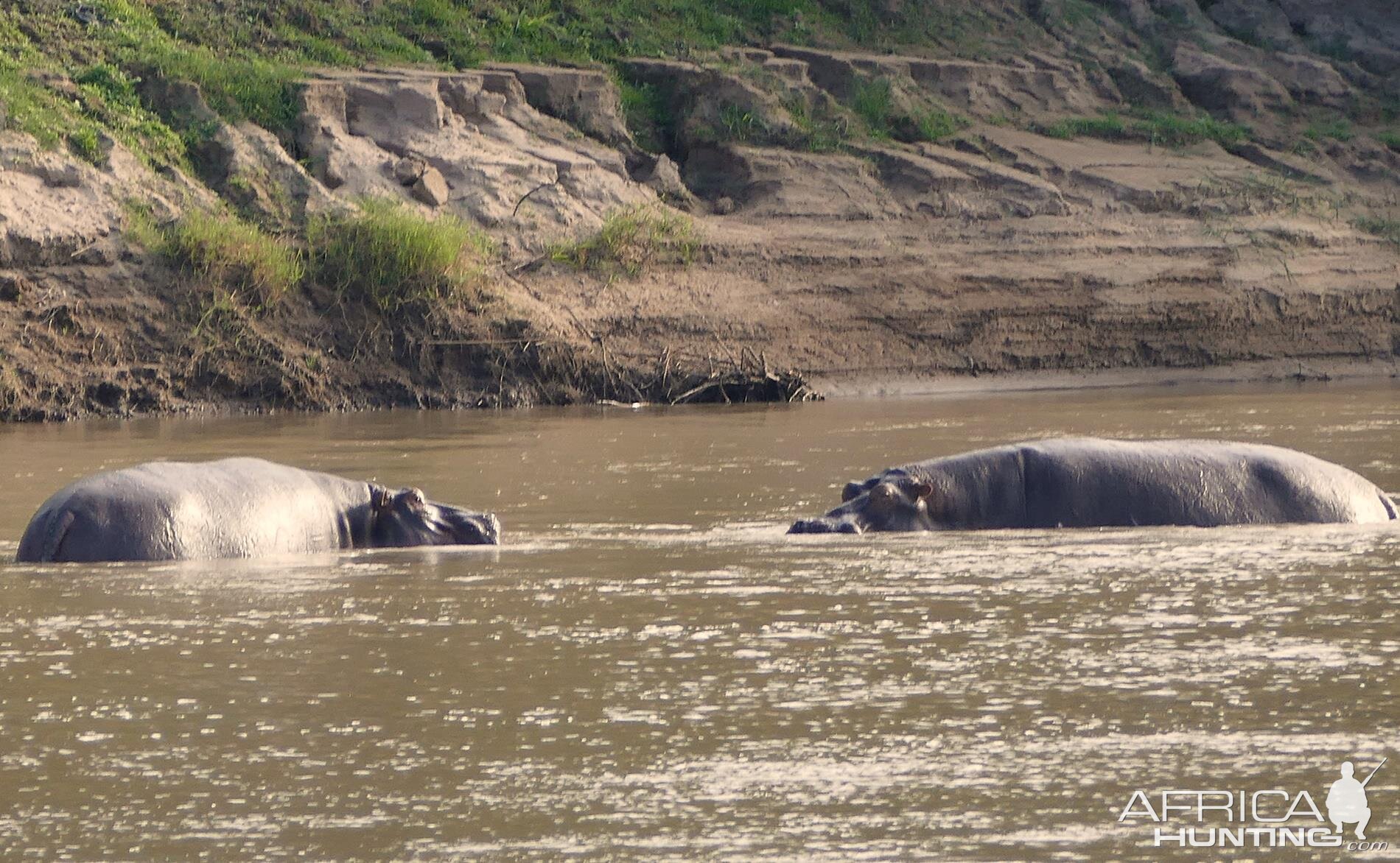 Hippos in Zambia