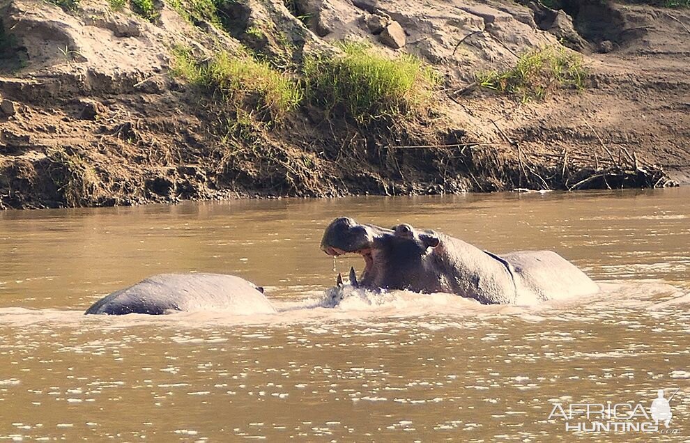 Hippos in Zambia