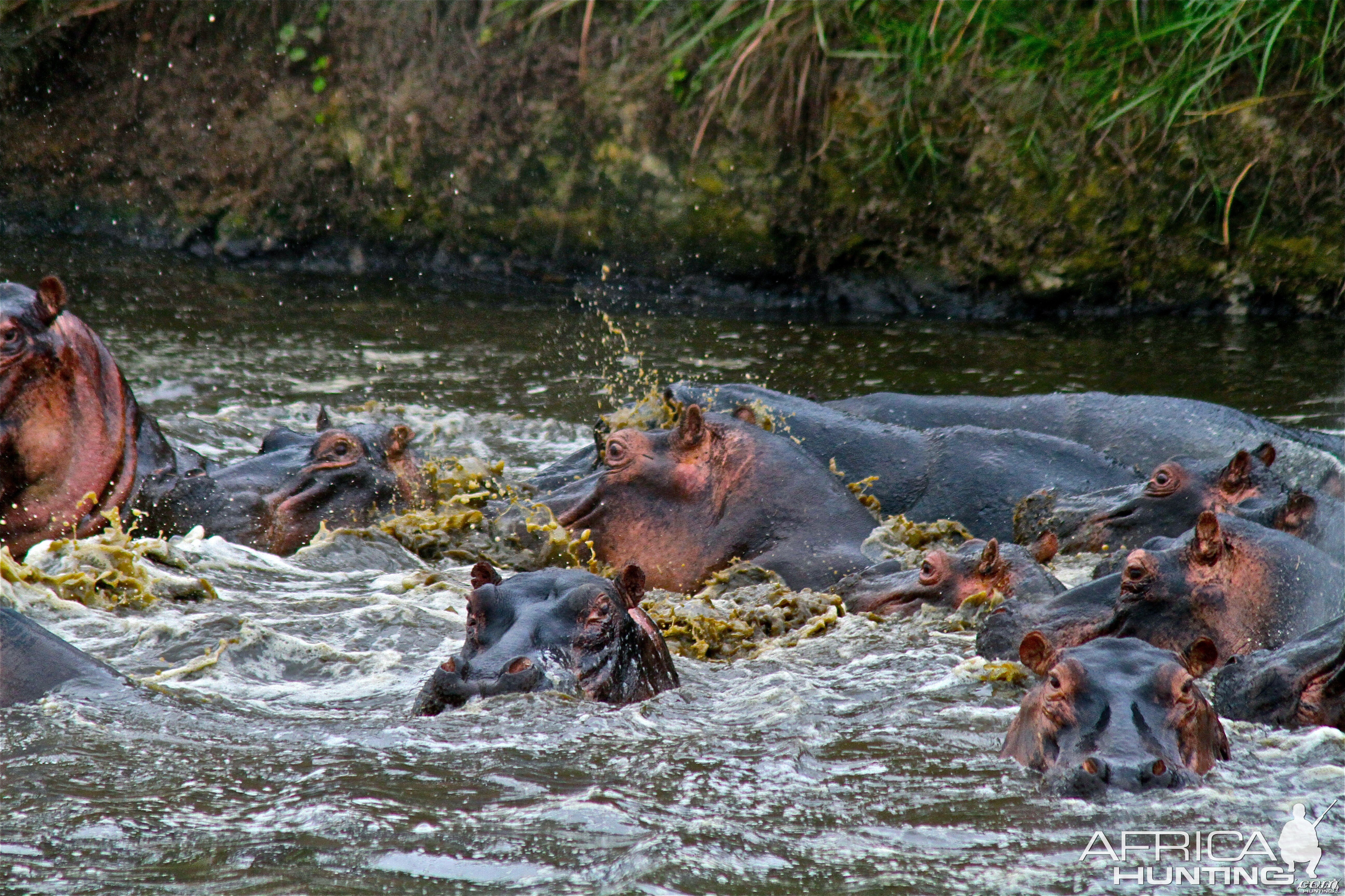Hippos