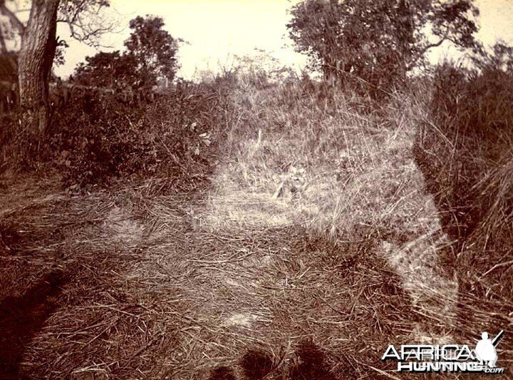 His Imperial Majesty's Shoot, Nepal 1911