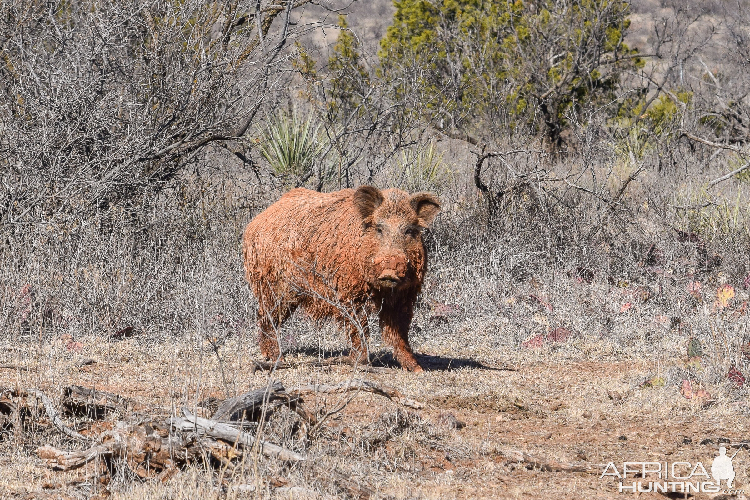 Hog Texas USA