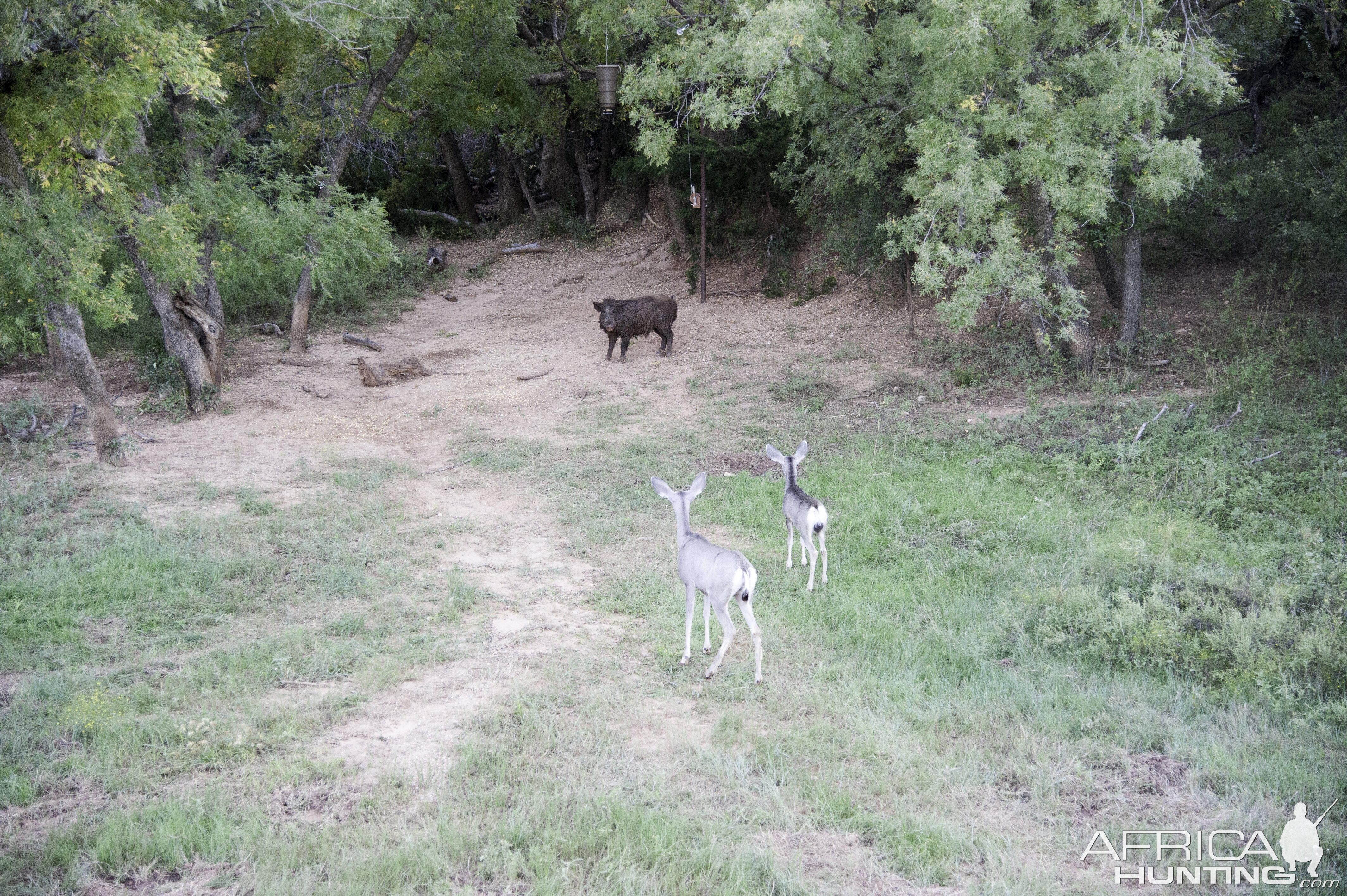 Hog Texas