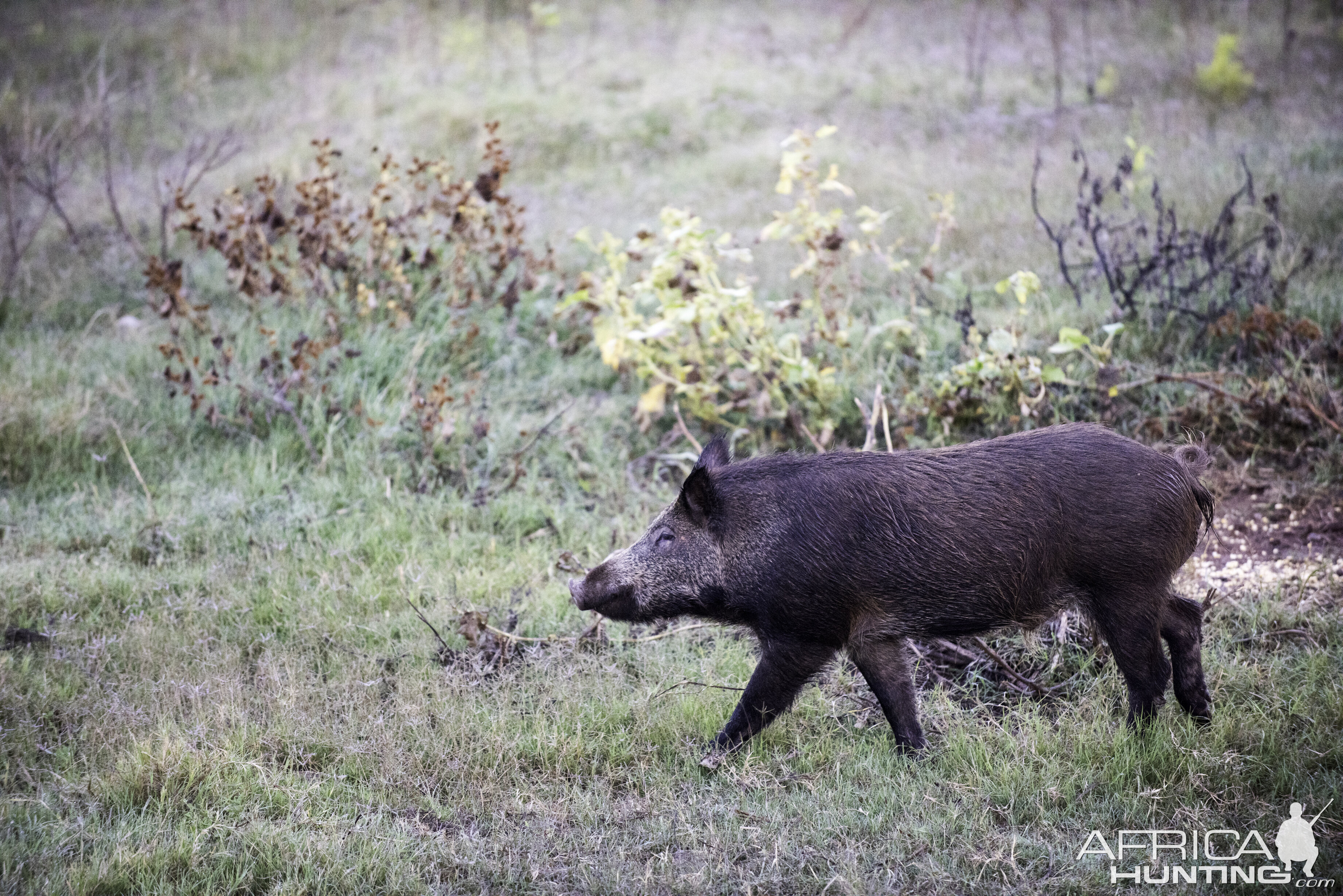 Hog Texas