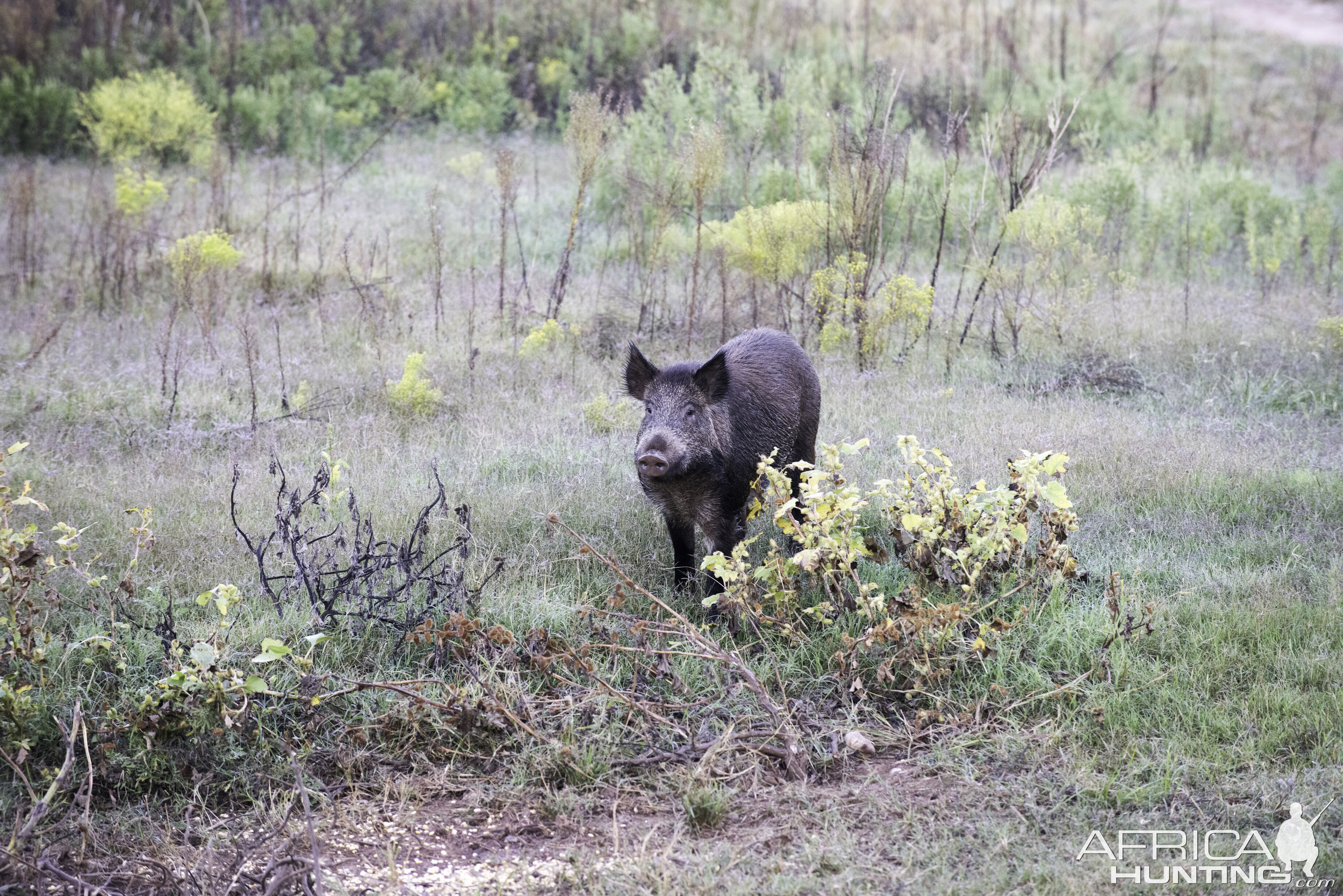 Hog Texas