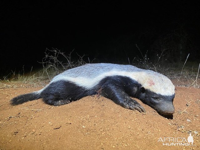 Honey Badger Hunt South Africa