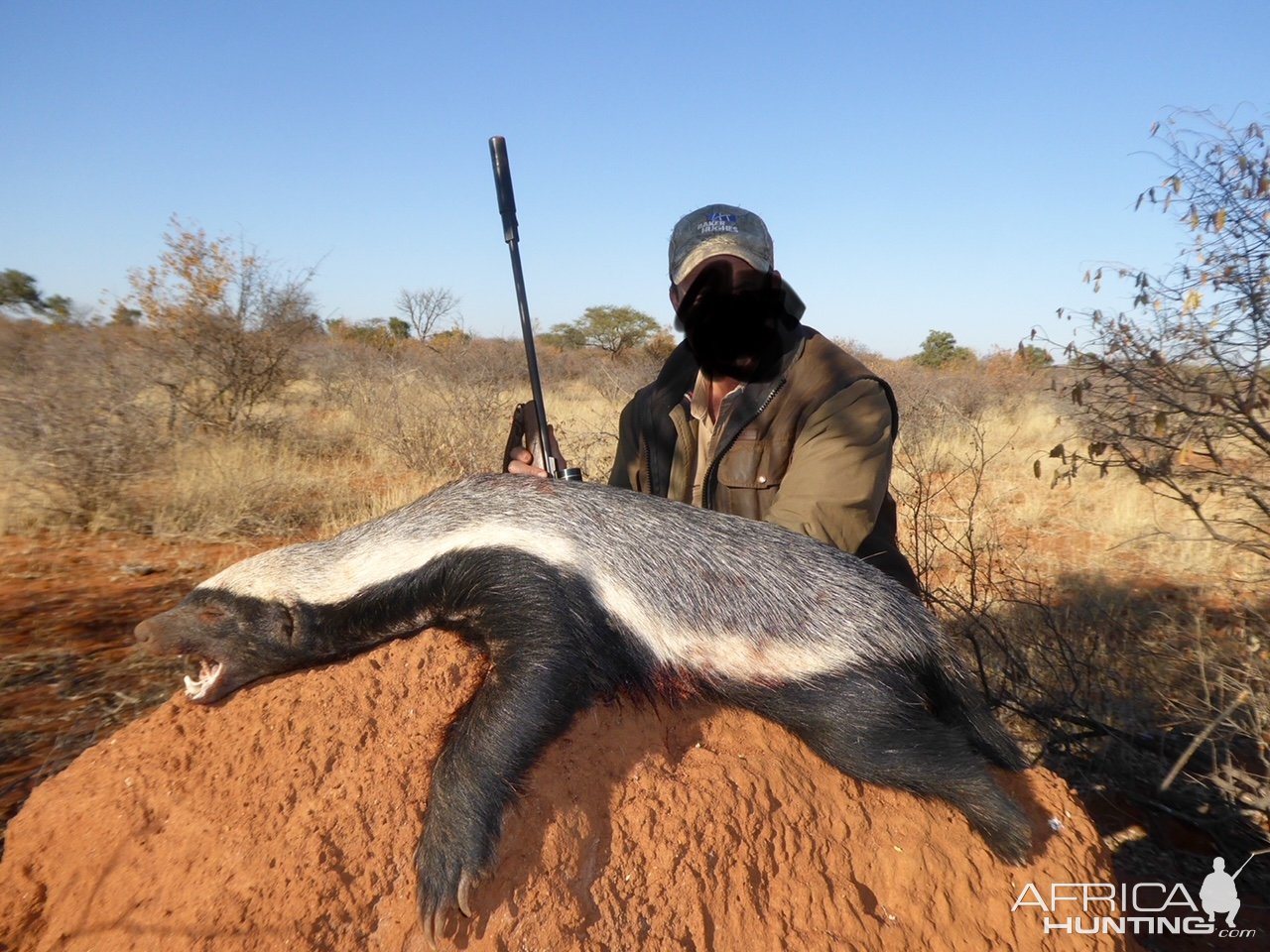 Honey Badger Hunt South Africa