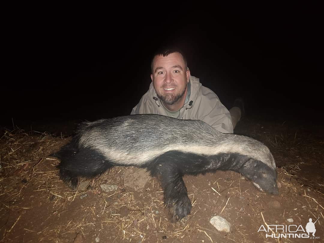 Honey Badger Hunt South Africa