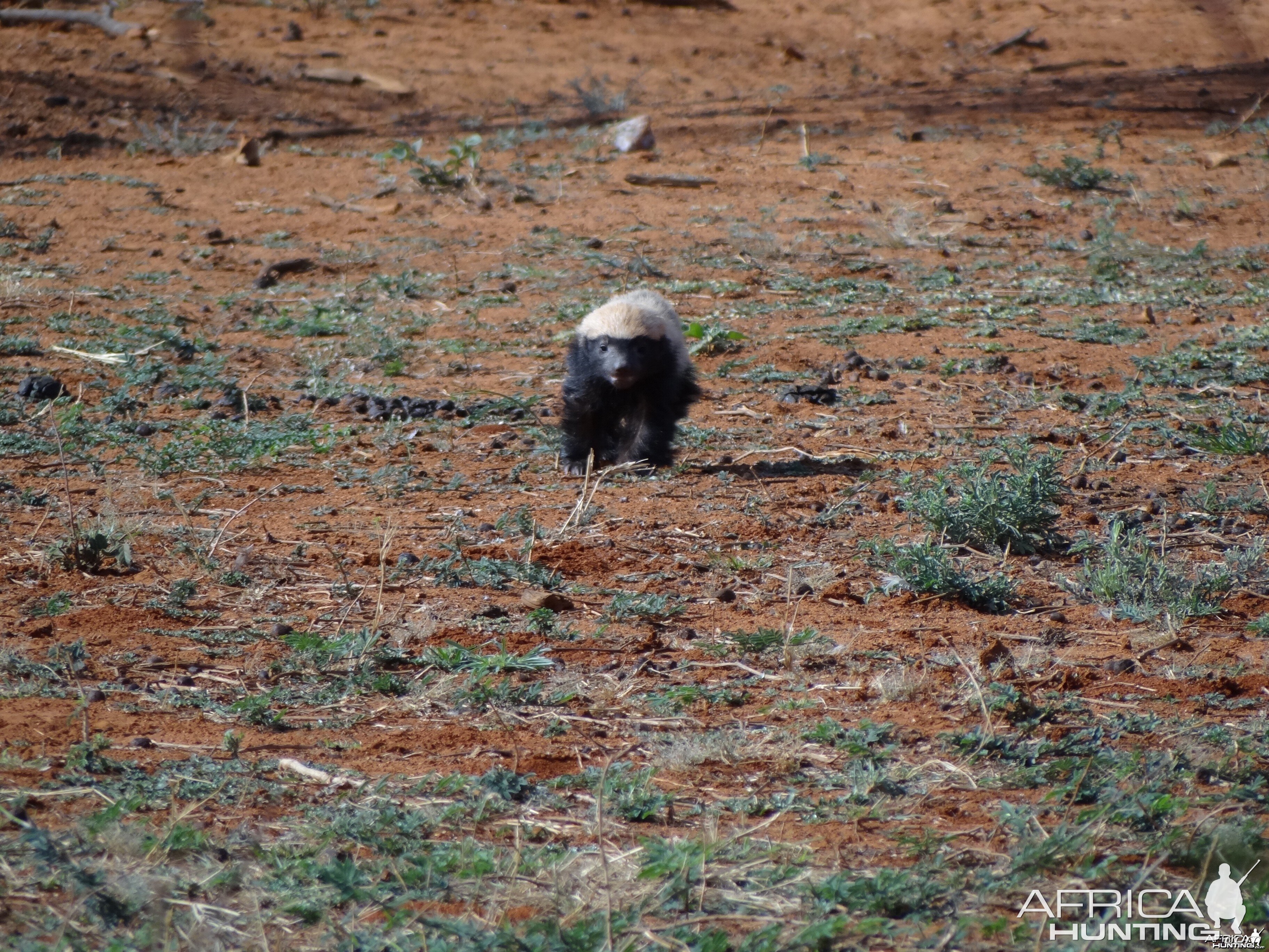 Honey Badger / Ratel Namibia