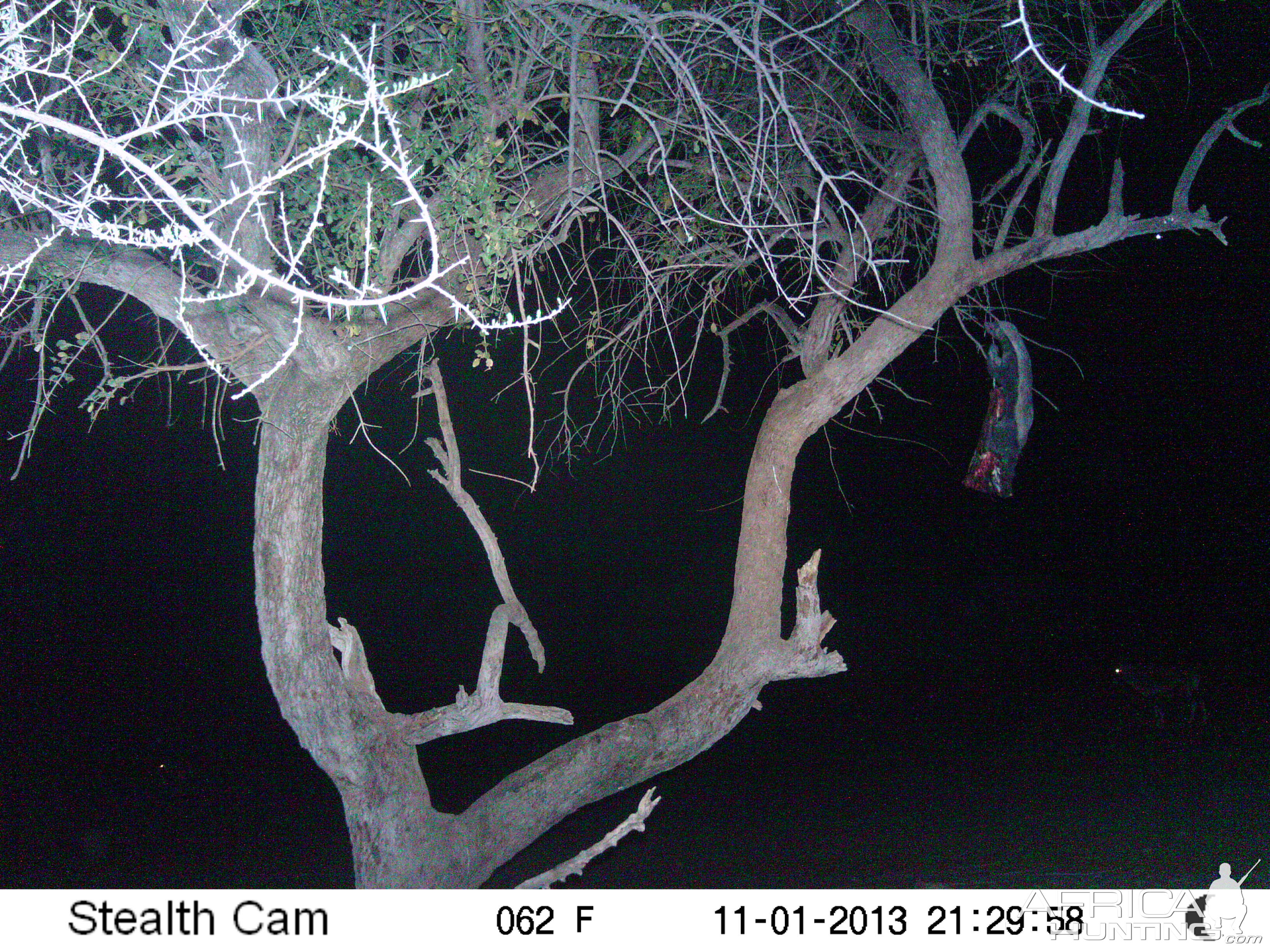 Honey Badger Trail Camera