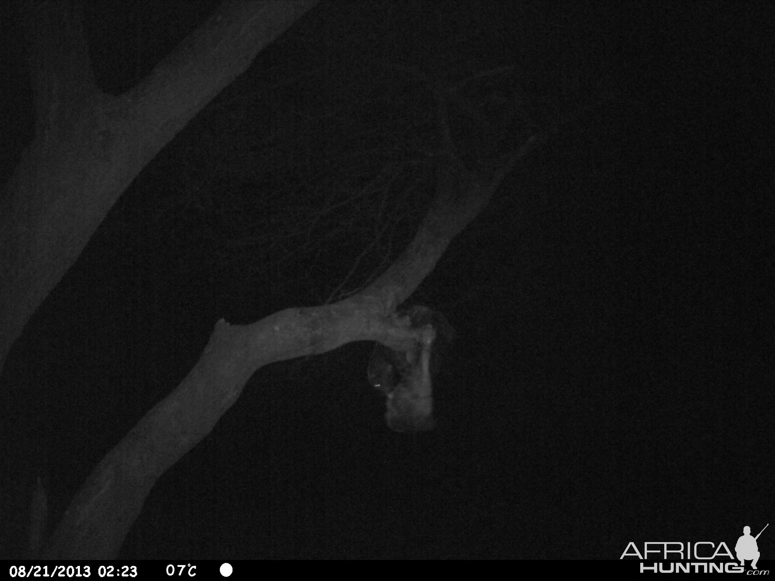 Honey Badger Trail Camera