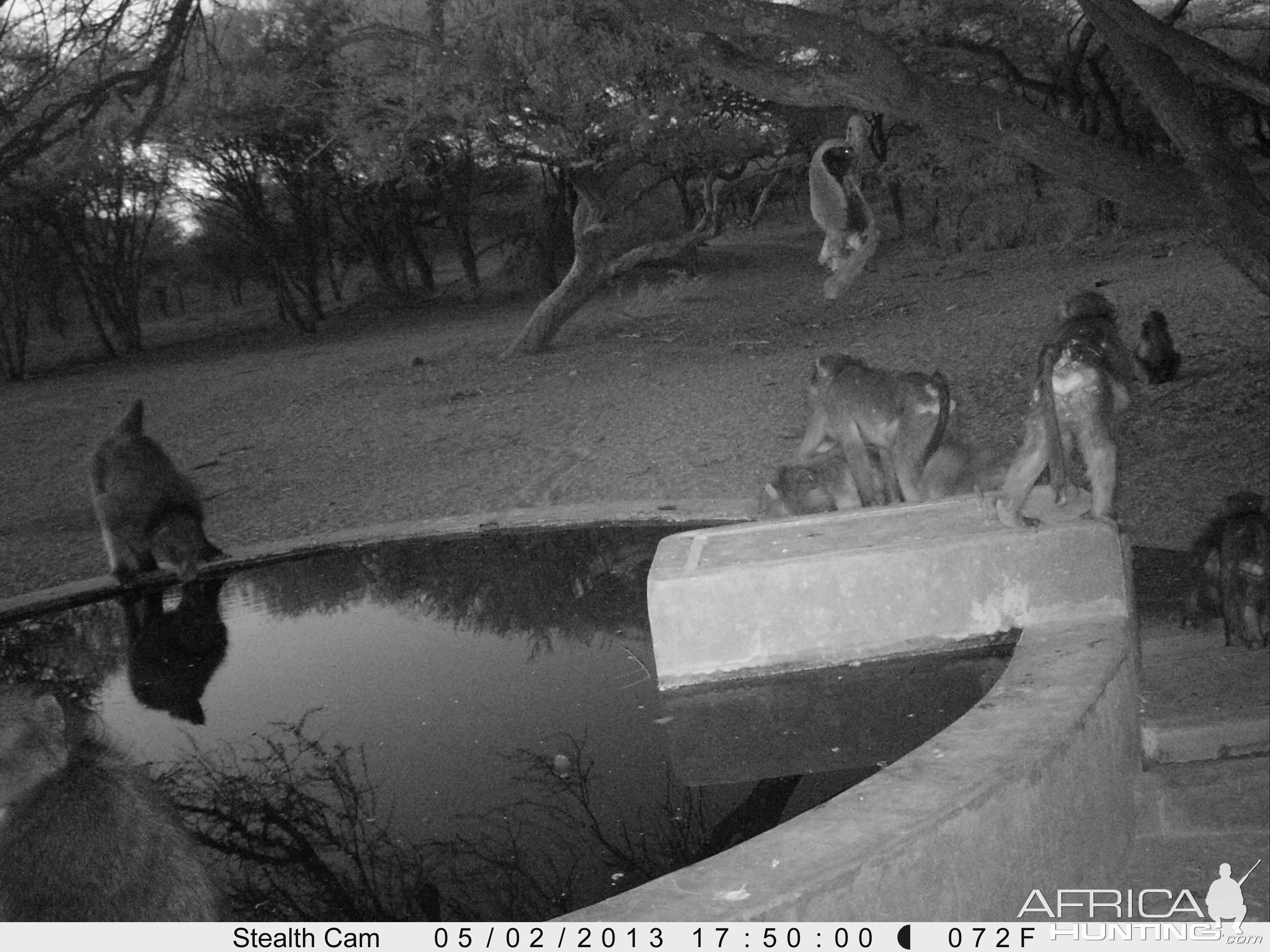 Honey Badger Trail Camera