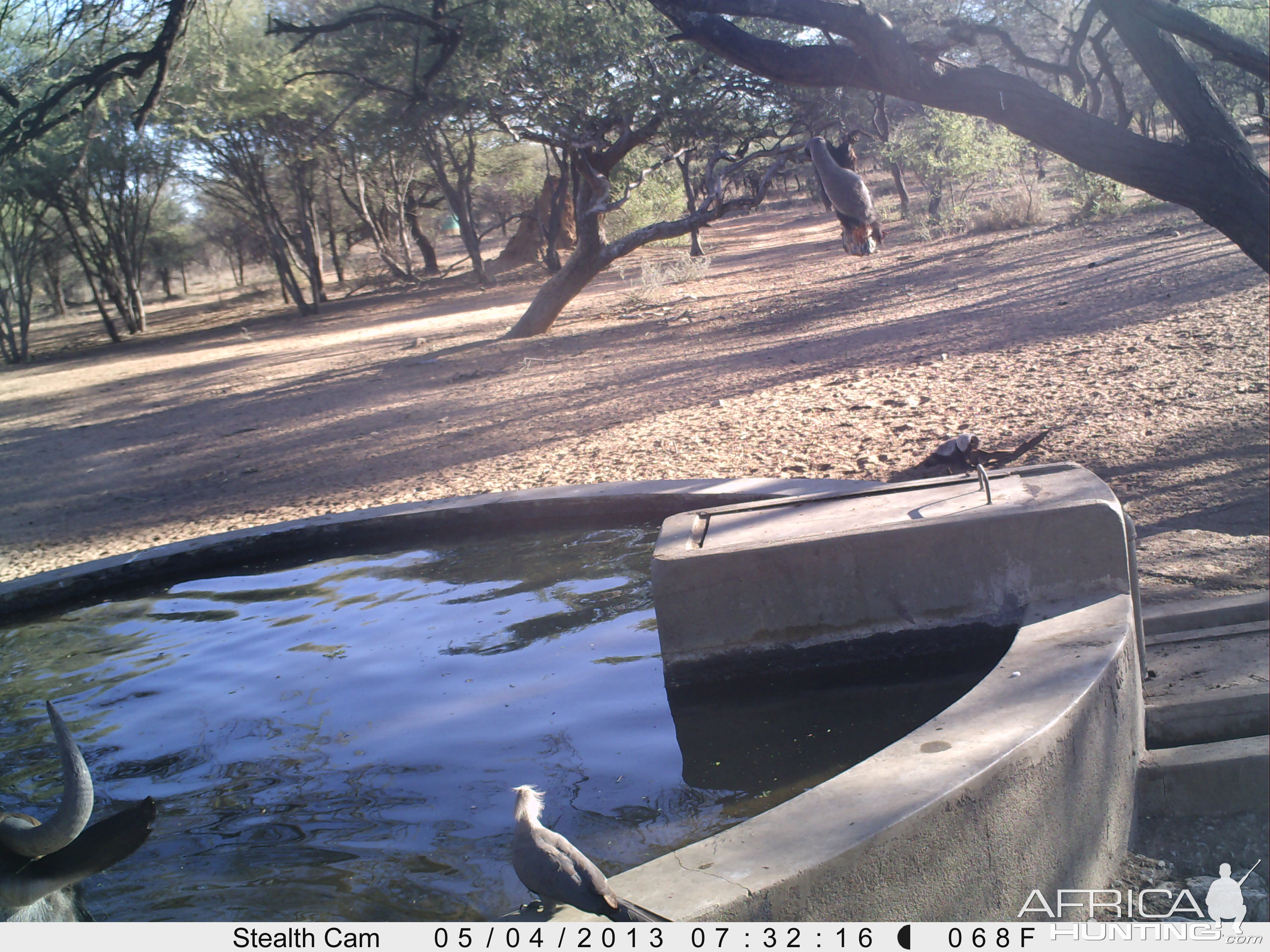 Honey Badger Trail Camera