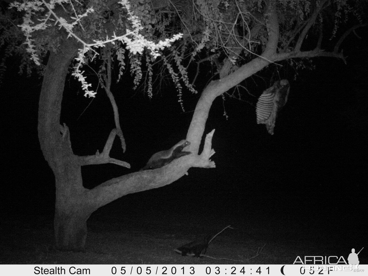 Honey Badger Trail Camera