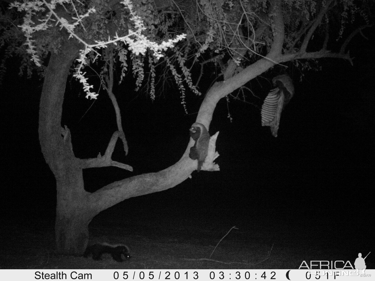 Honey Badger Trail Camera