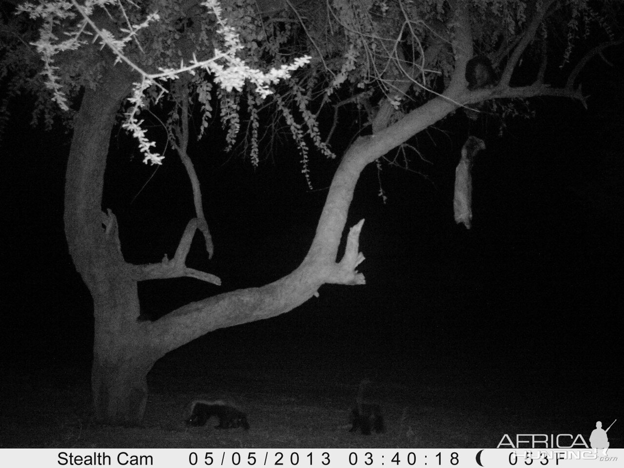 Honey Badger Trail Camera