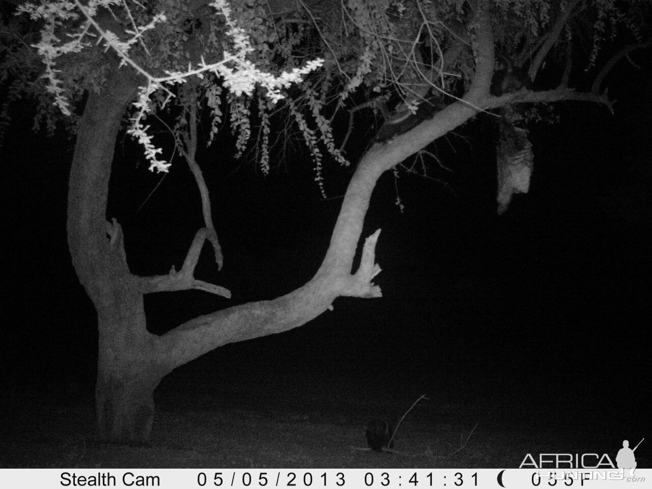 Honey Badger Trail Camera