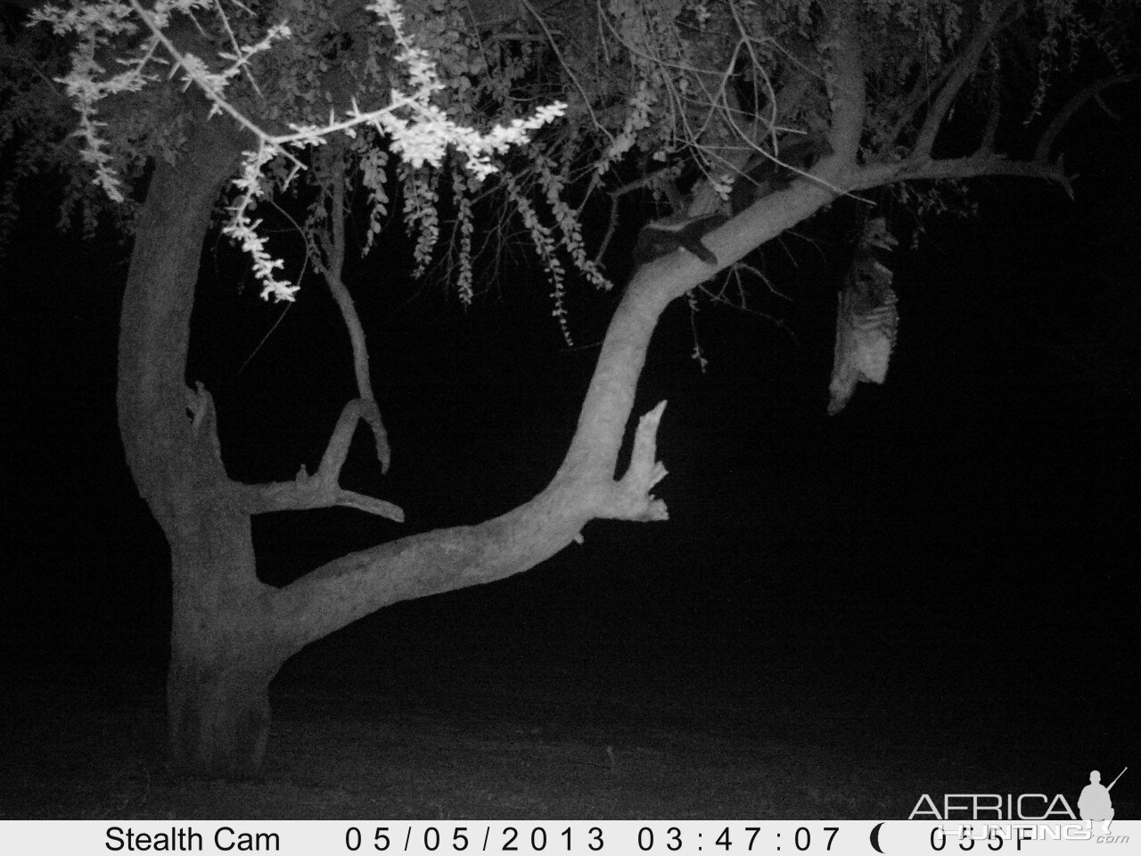 Honey Badger Trail Camera