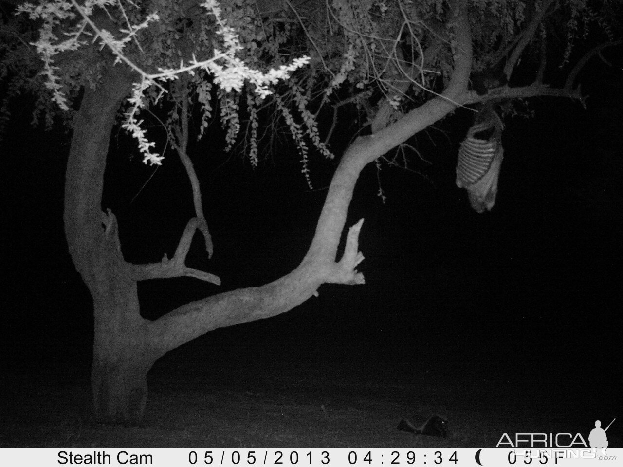 Honey Badger Trail Camera