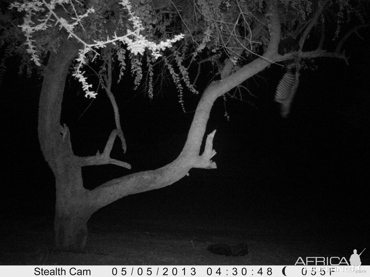 Honey Badger Trail Camera