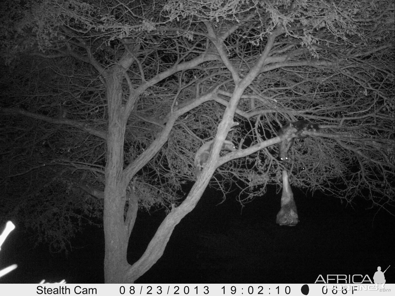 Honey Badger Trail Camera