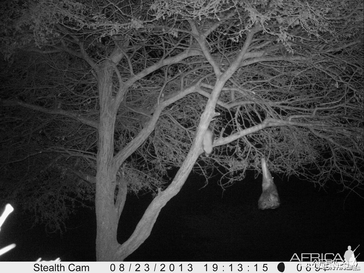 Honey Badger Trail Camera