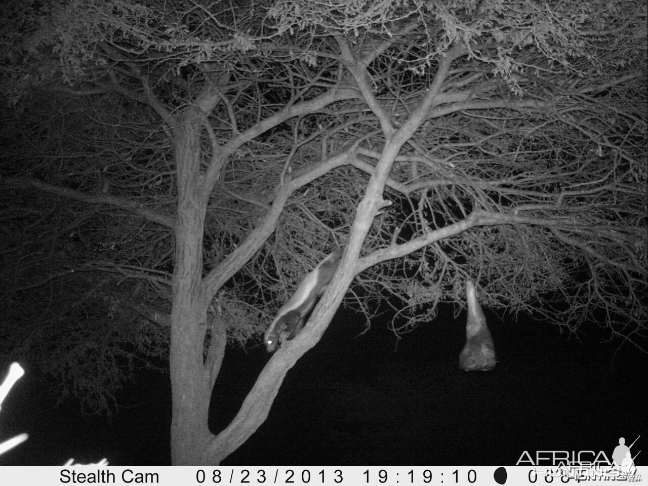 Honey Badger Trail Camera