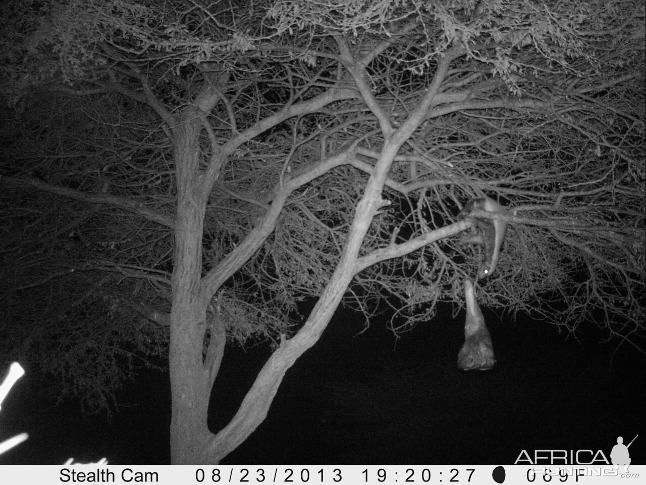 Honey Badger Trail Camera