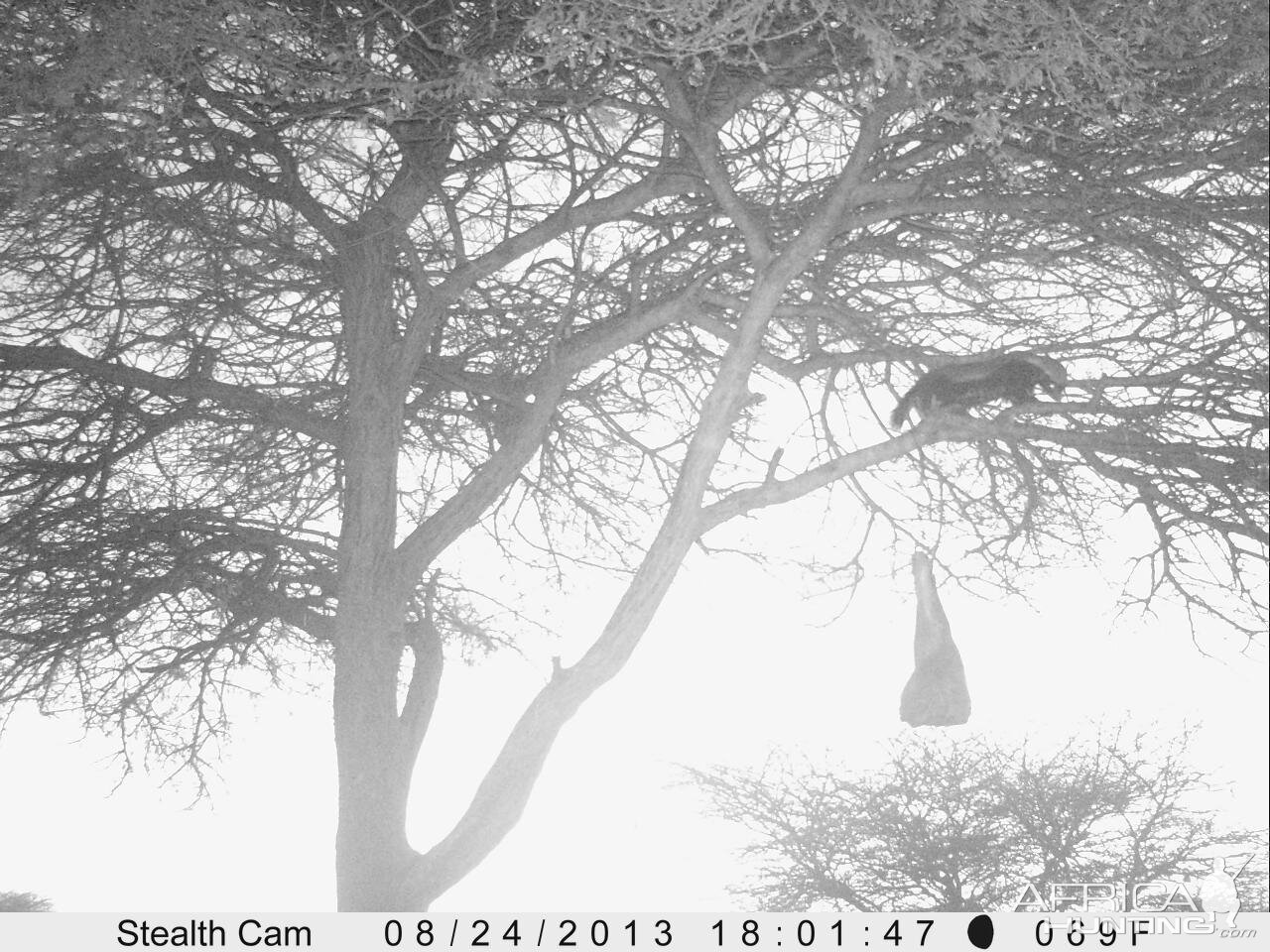 Honey Badger Trail Camera